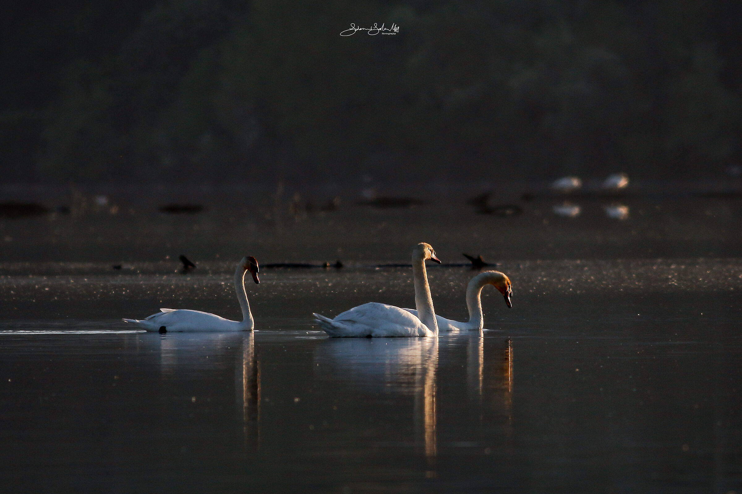 First light (Cygnus olor, Gmelin, 1789)