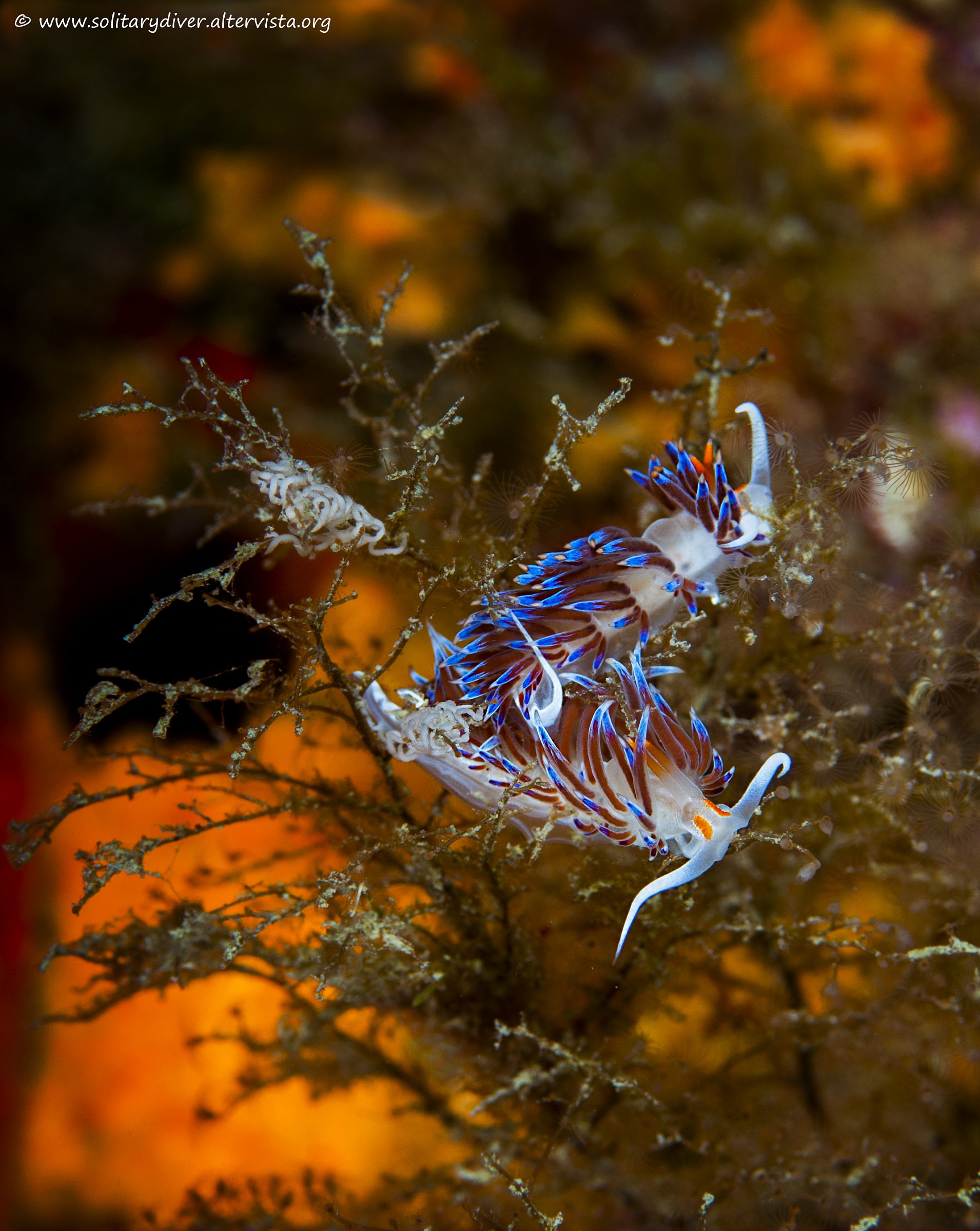 Deposizioni di uova di Catrena Peregrina