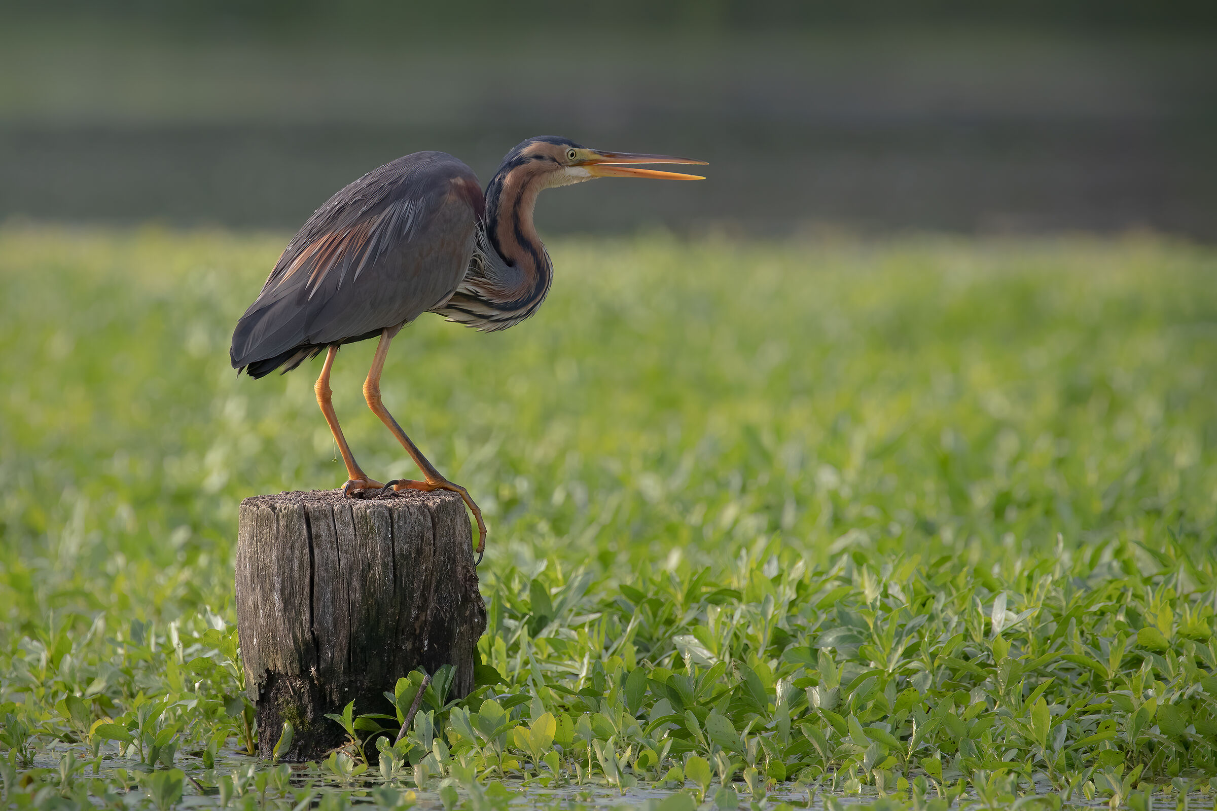 Incontri nel Parco del Mincio (mn)