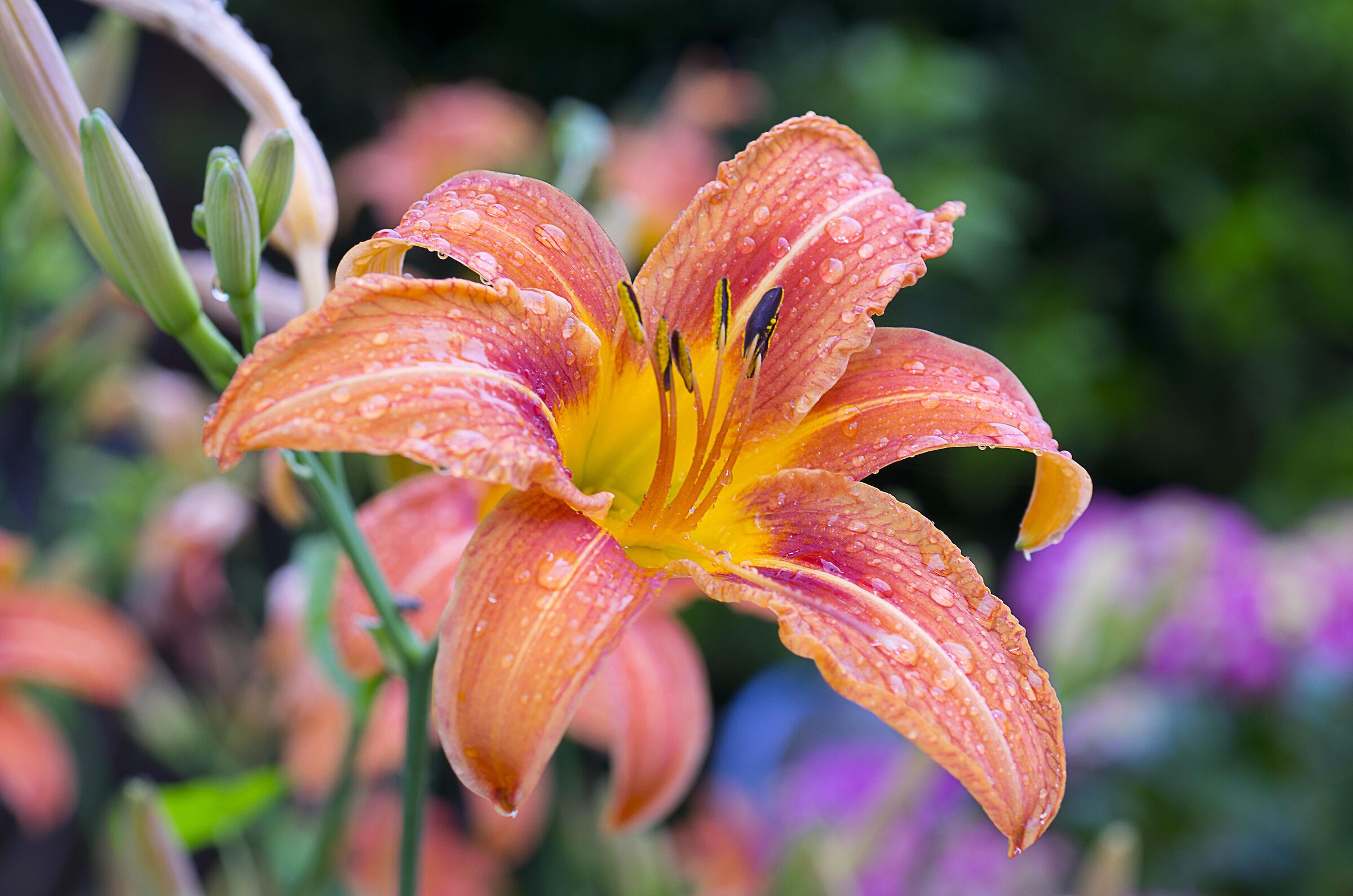 hemerocallis