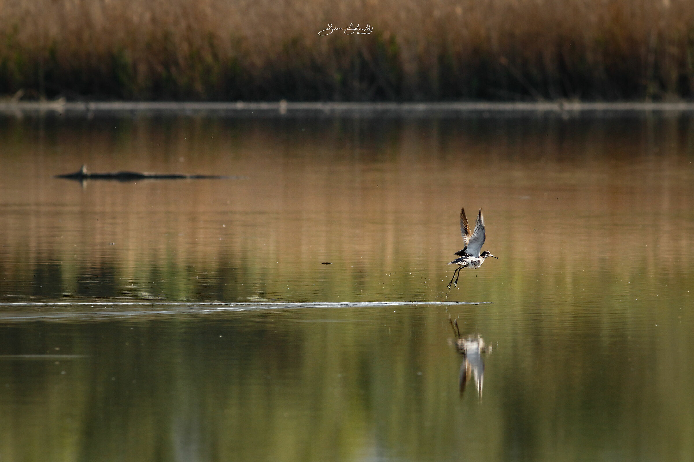 Take-off (Alpine Calidris, Linnaeus, 1758)