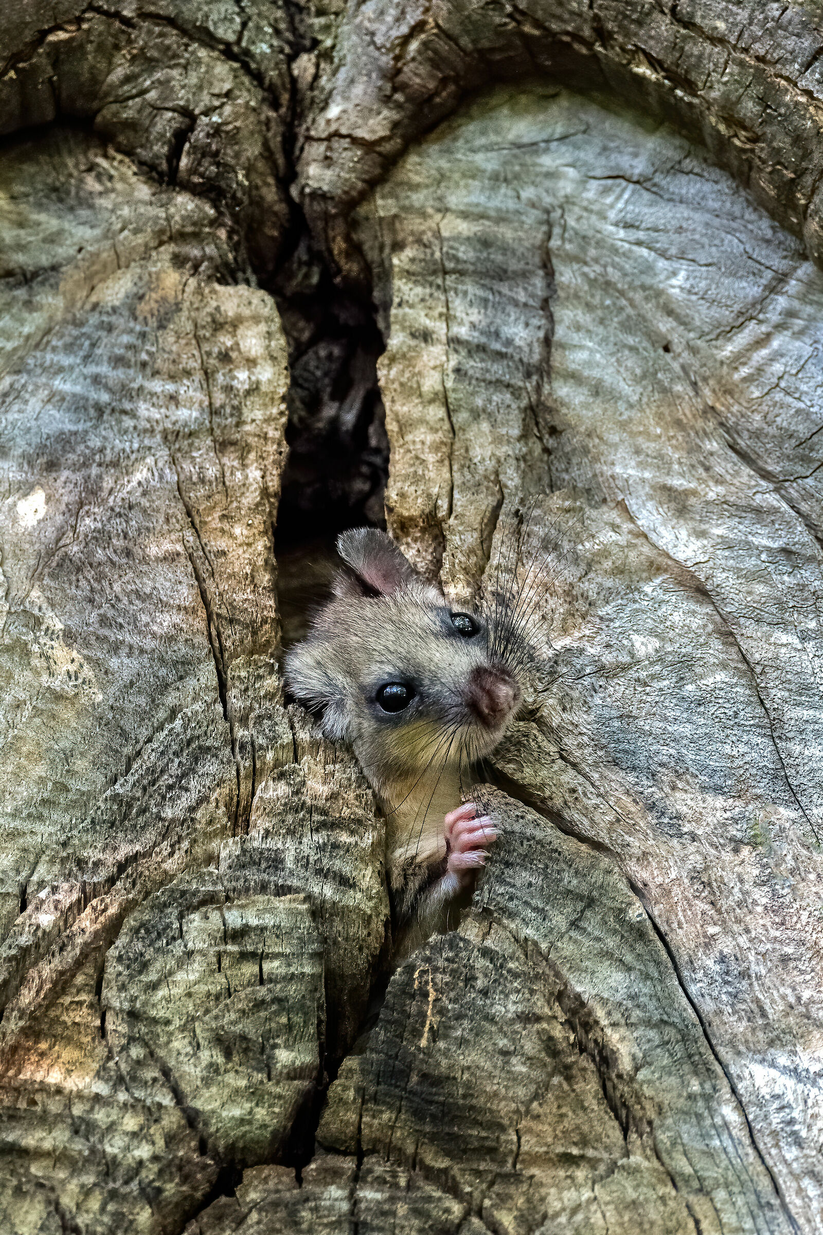 Dormouse (Modena Apennine)
