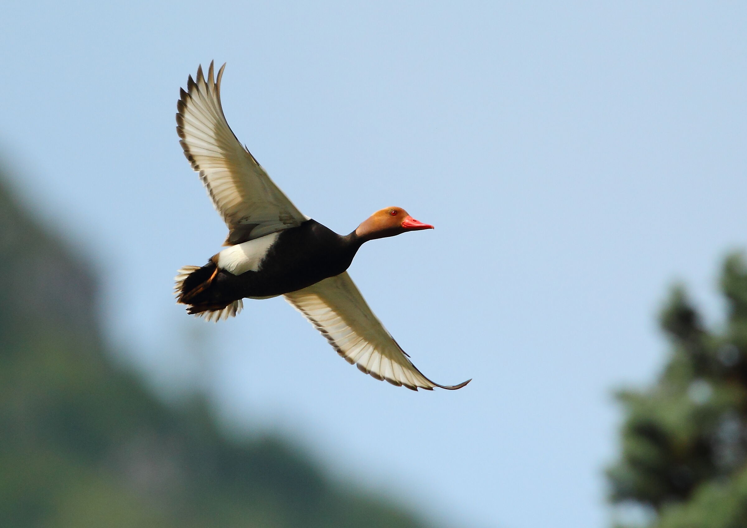 Male Fistione