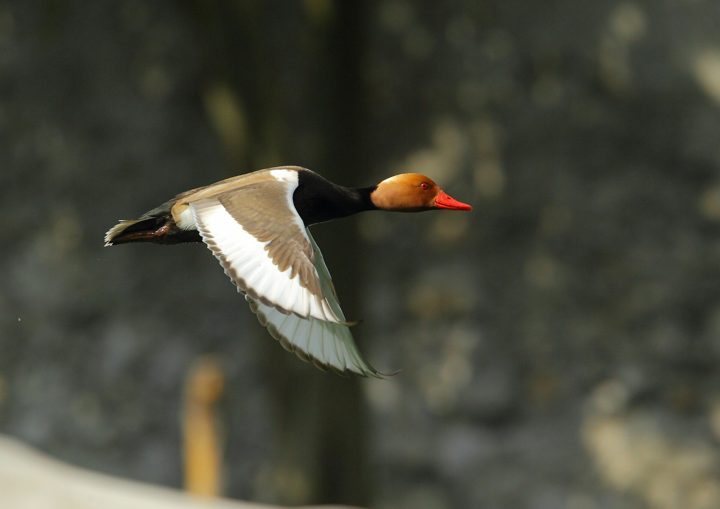 Male Fistione
