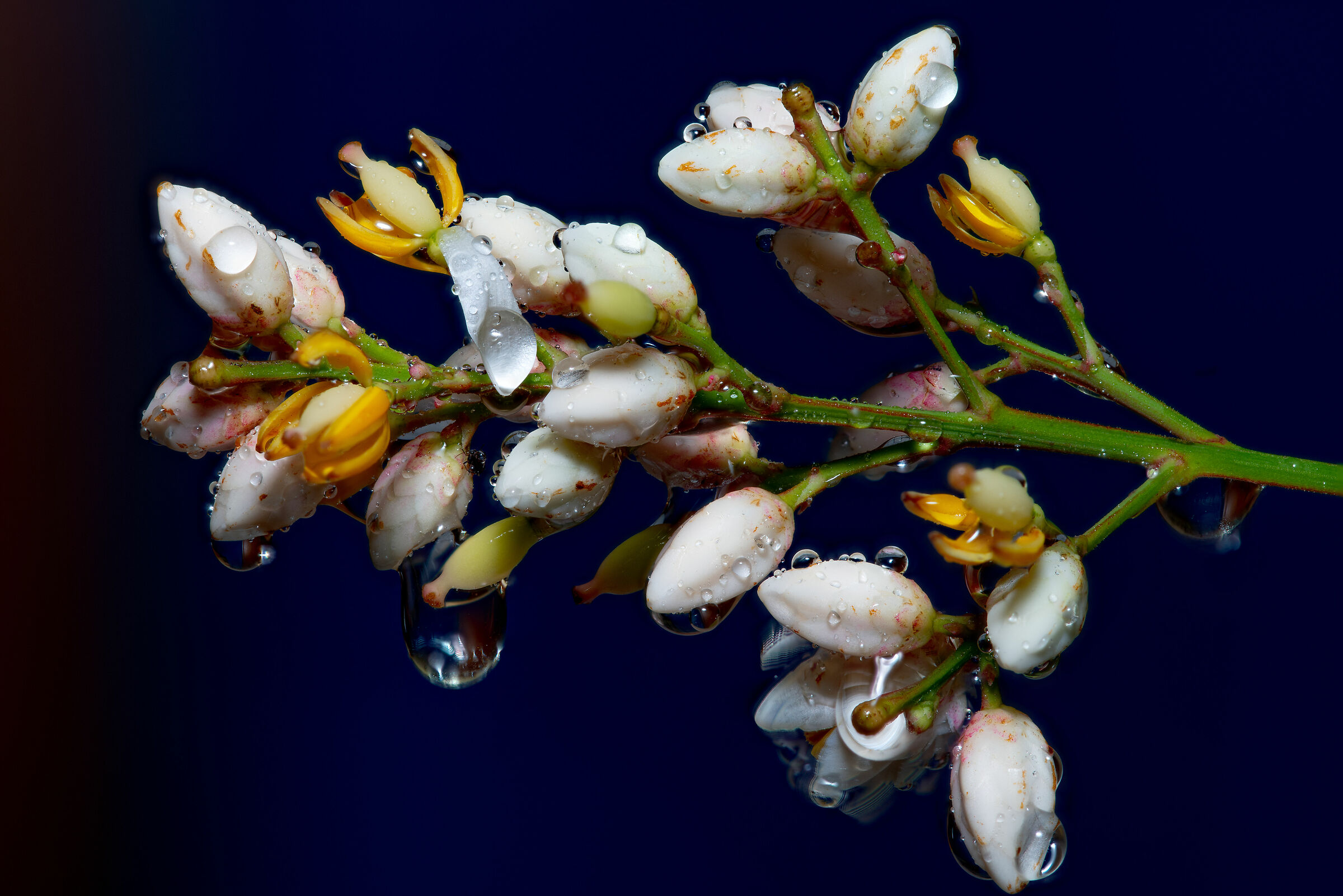 fiorellini rubati al mac...