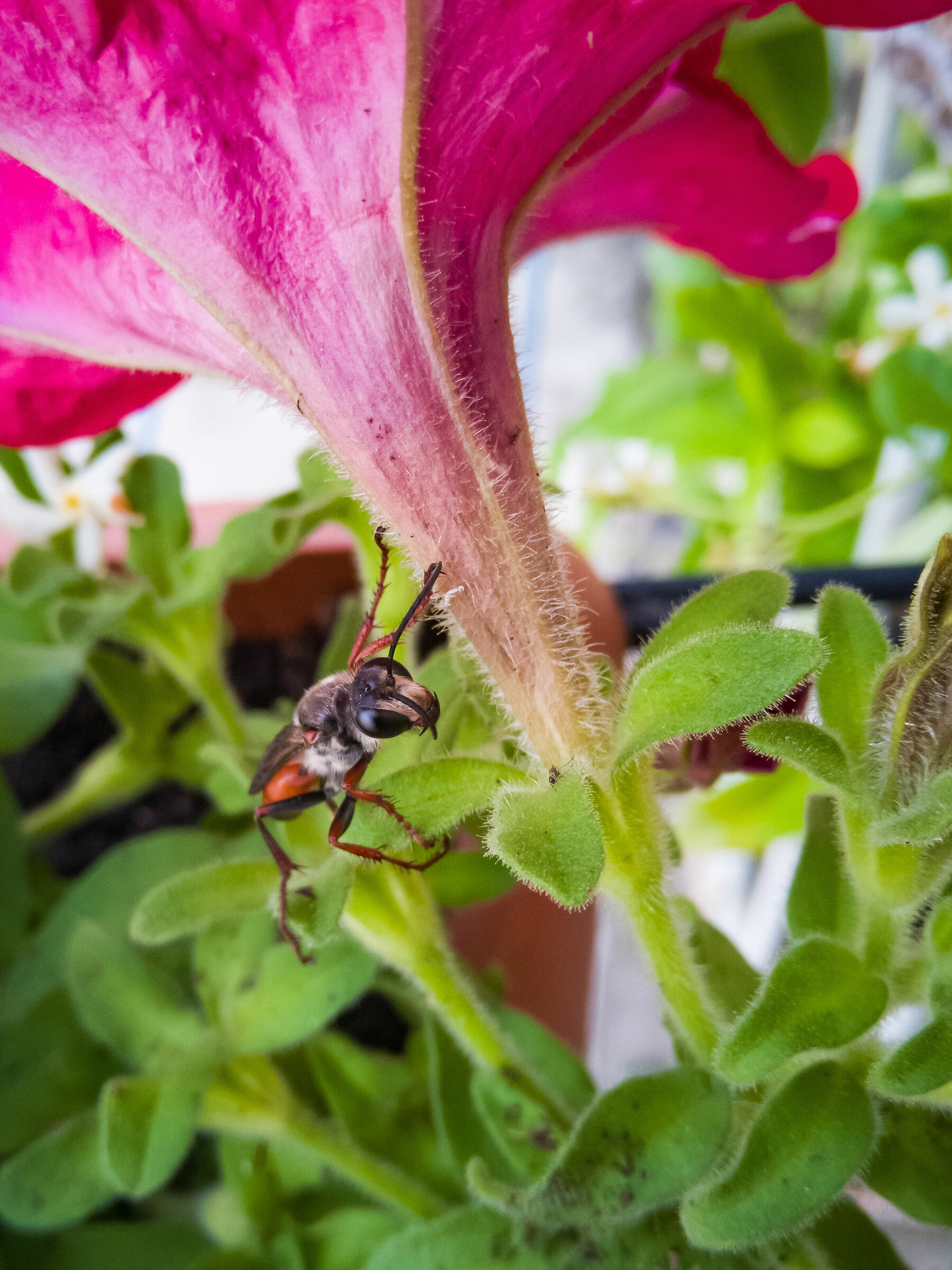 Sphex Funerarius (F) - crop 2