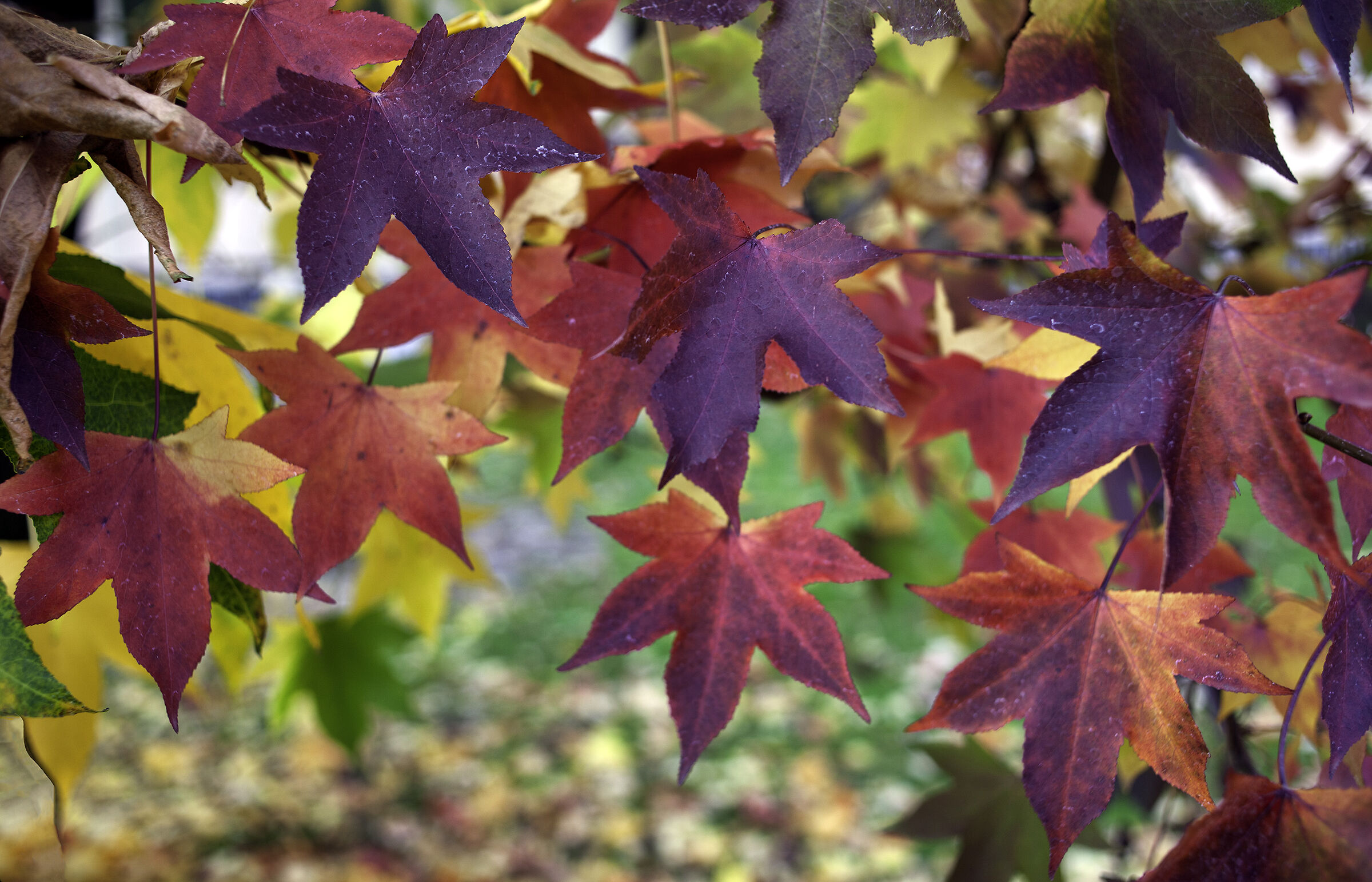 I know, it's early, but autumn has come for me