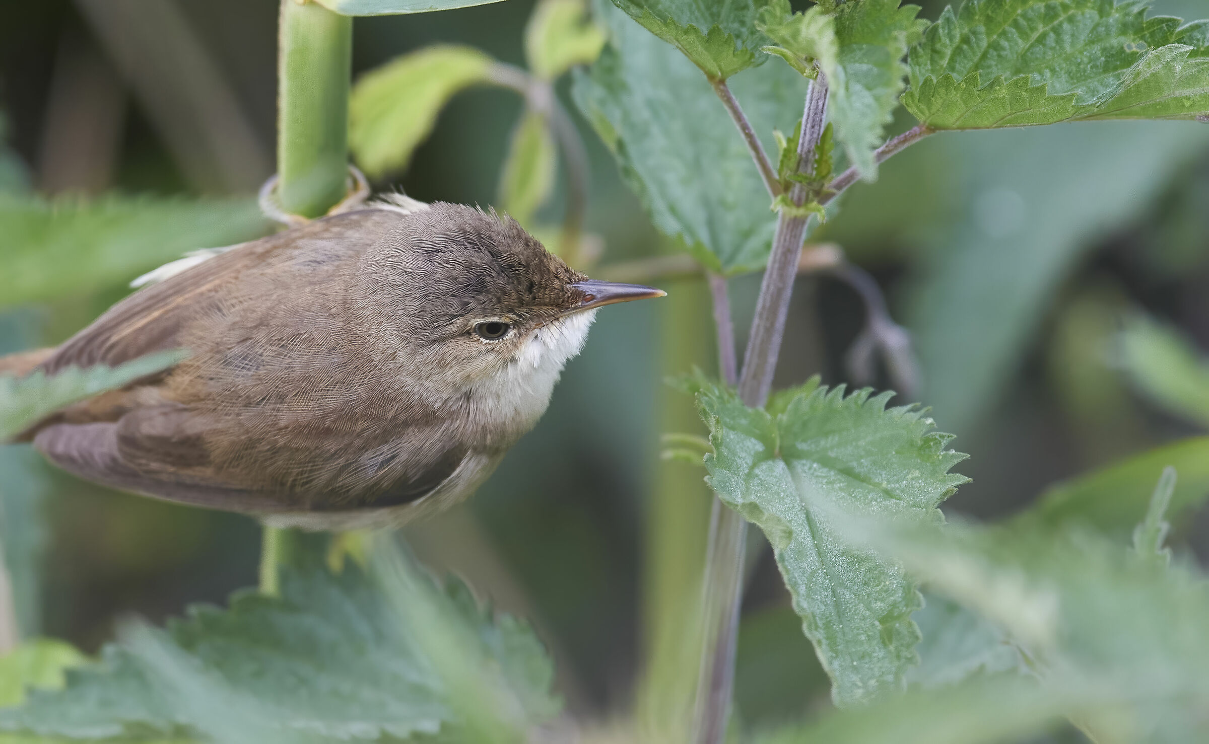 Warbler a reè