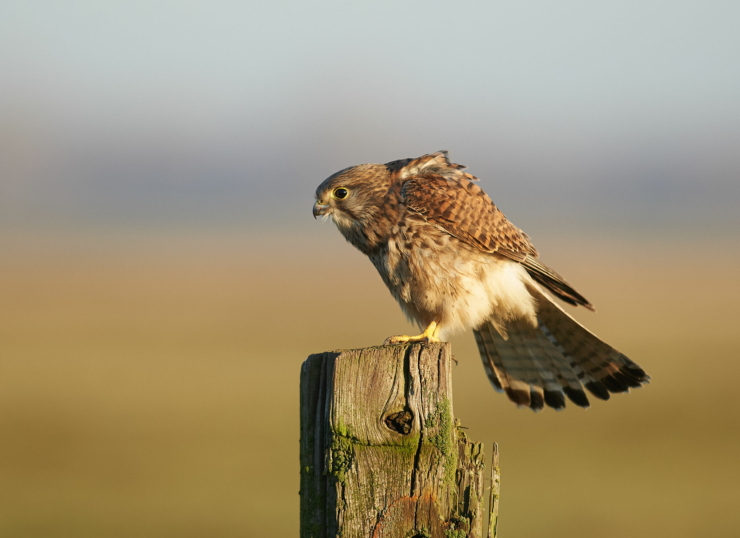 Il mattino si è rotto. Kestrel europeo.