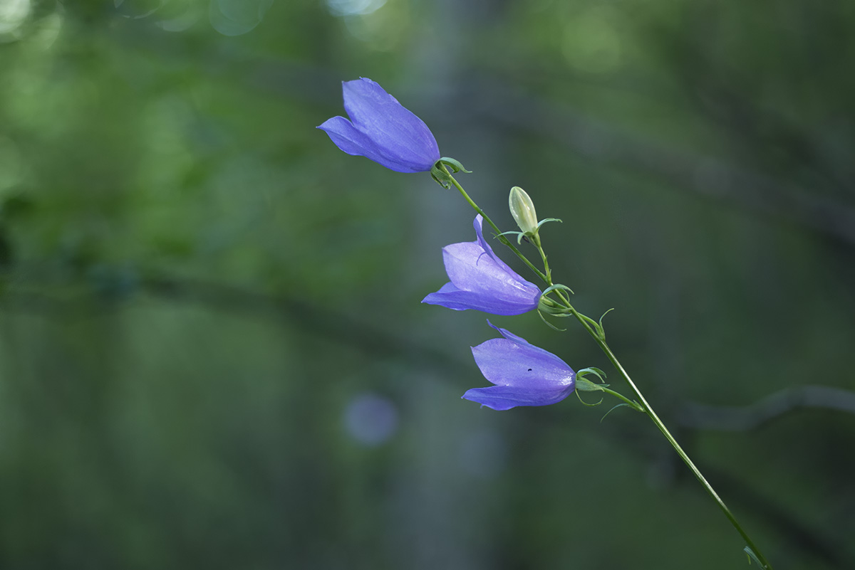 Din Don Dan ...Campanule