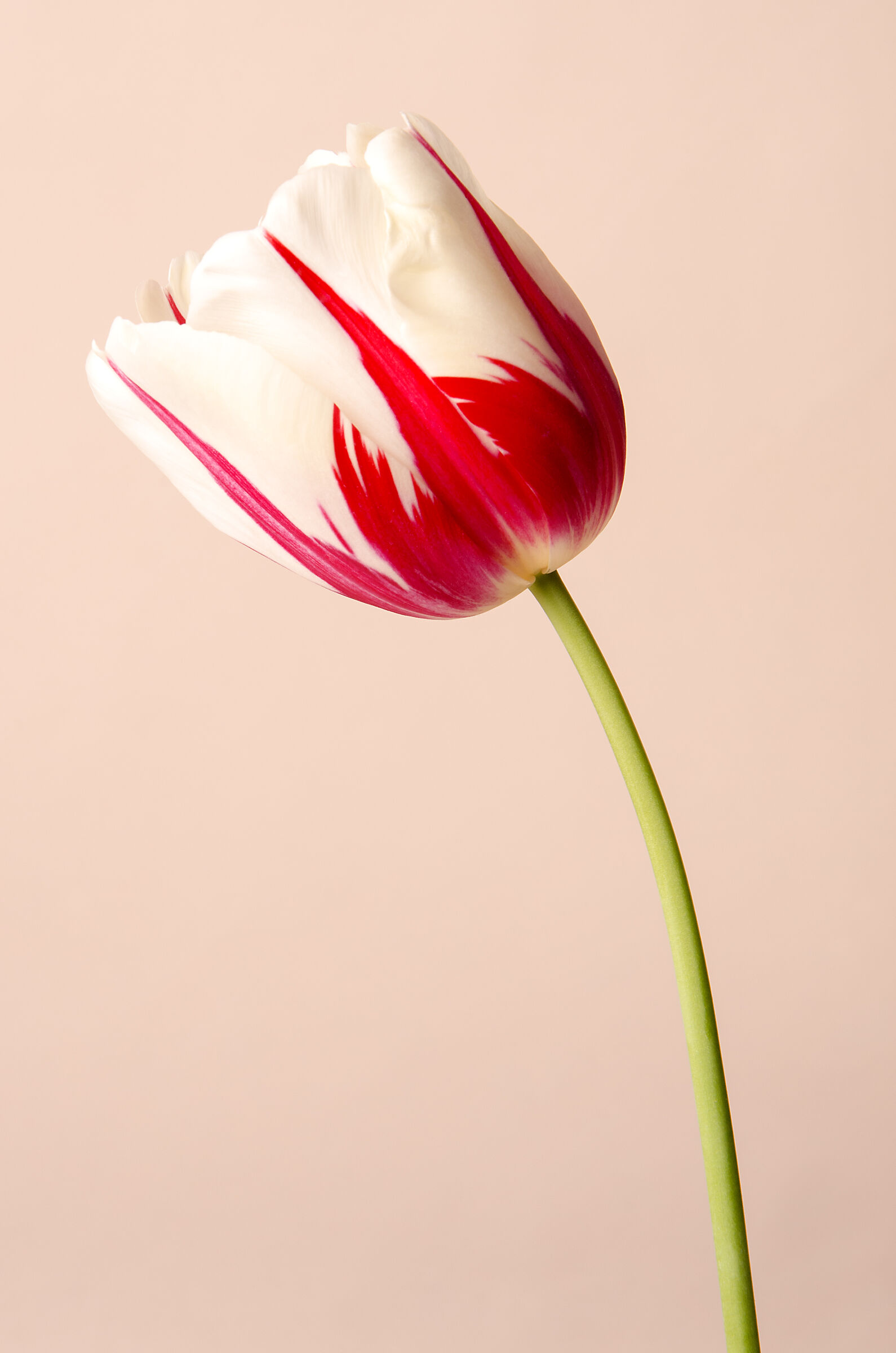 Tulip