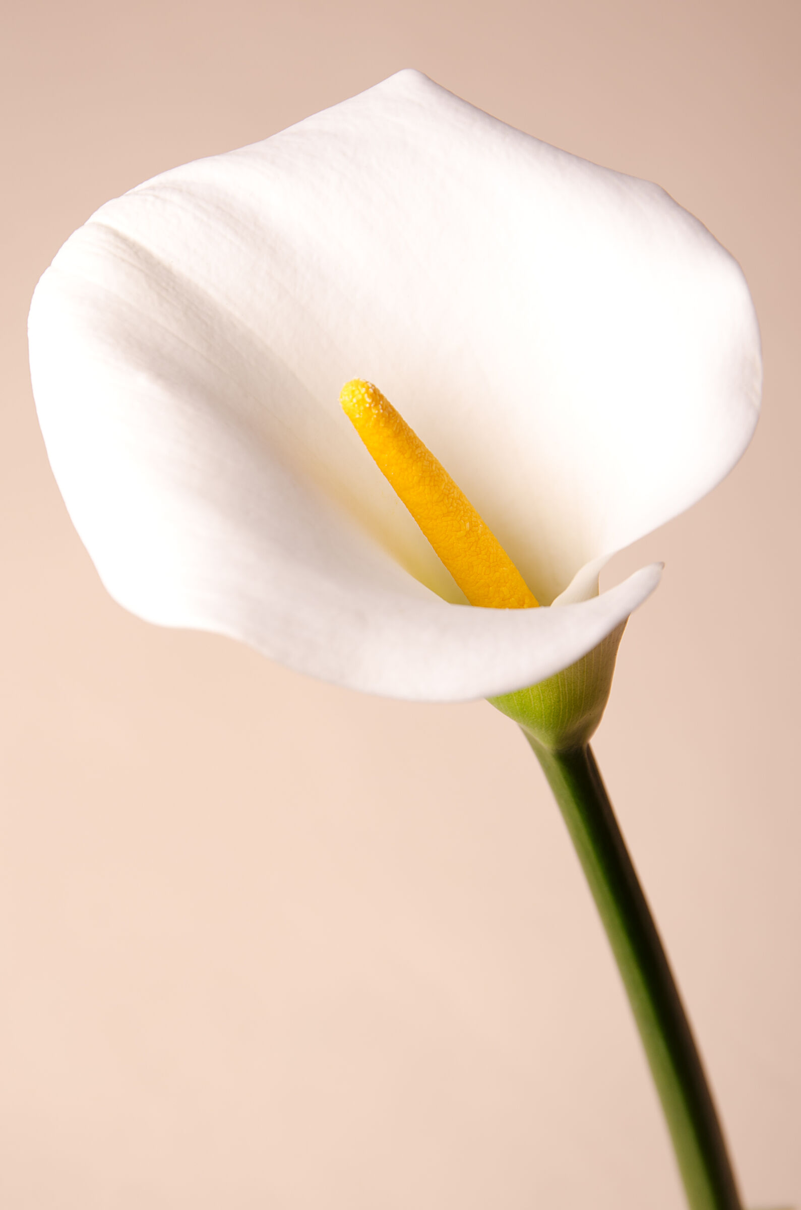 Calla Lily