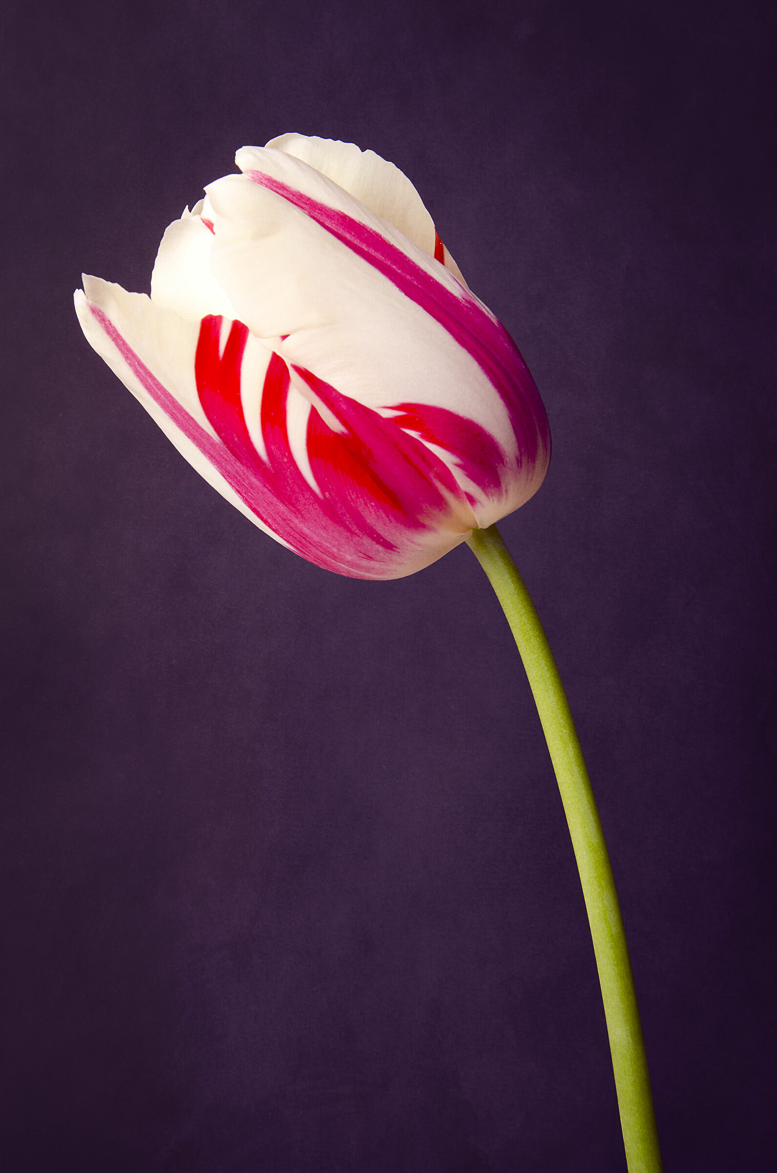 Tulip