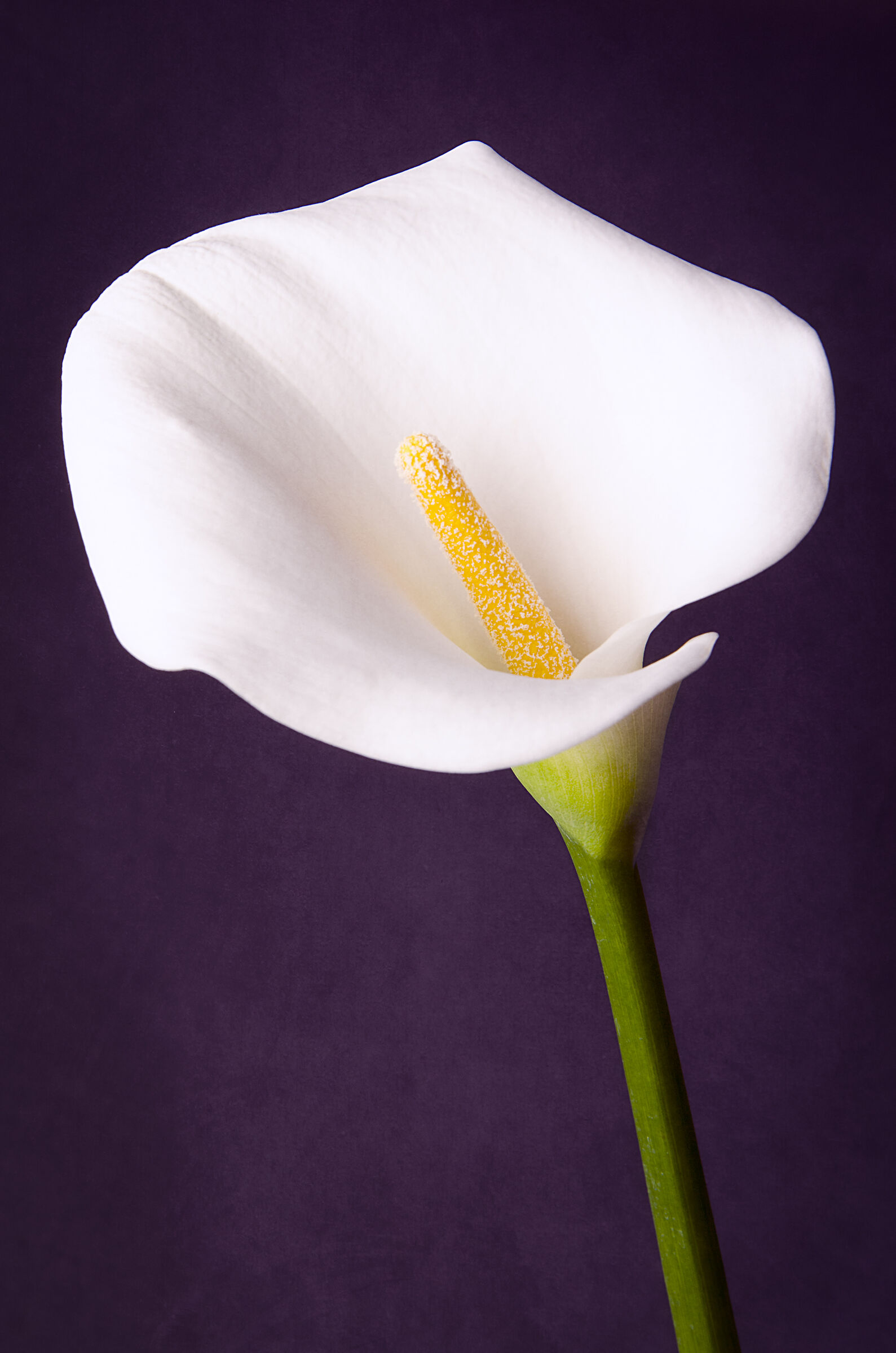 Calla Lily