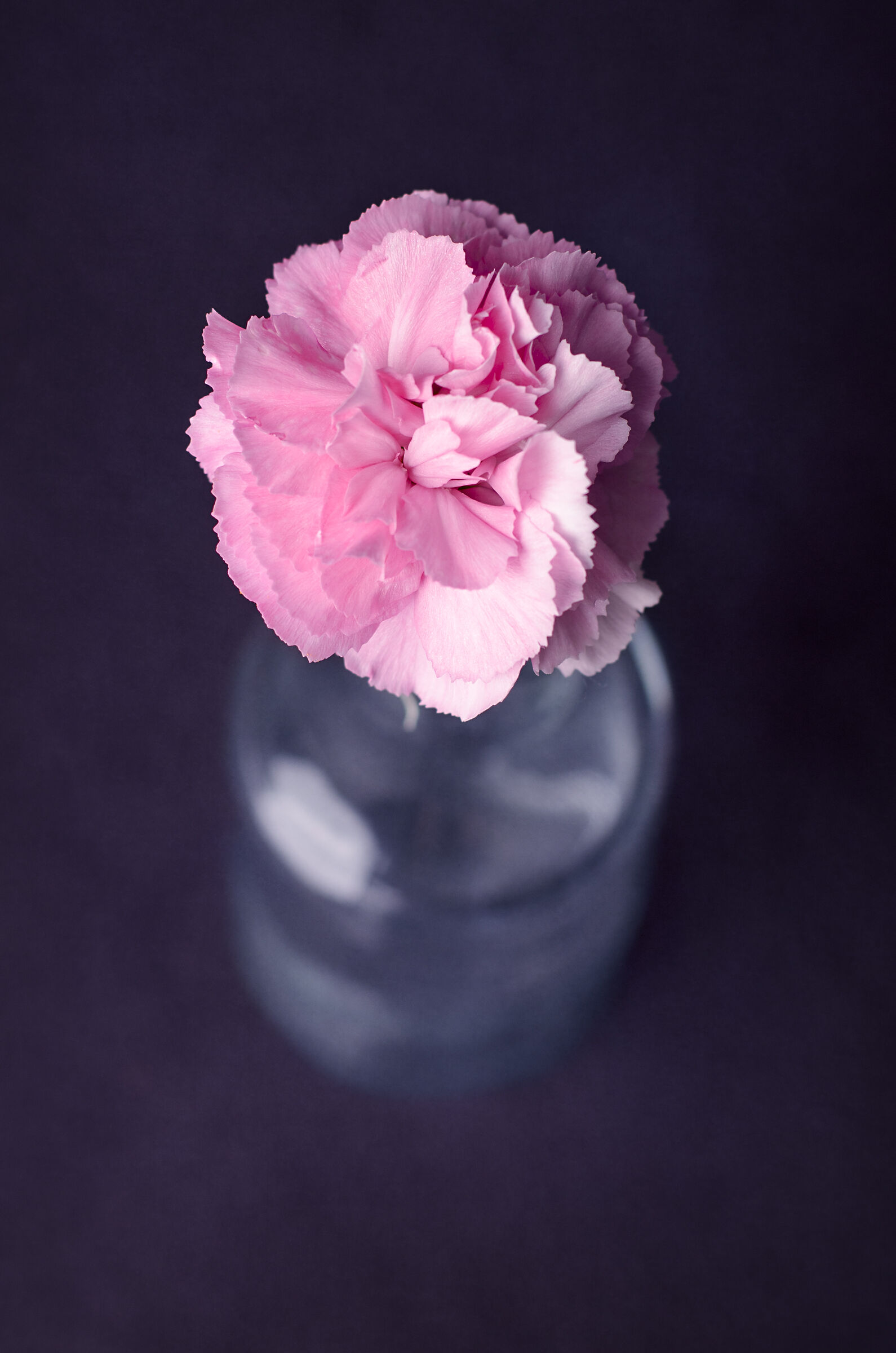 Carnation
