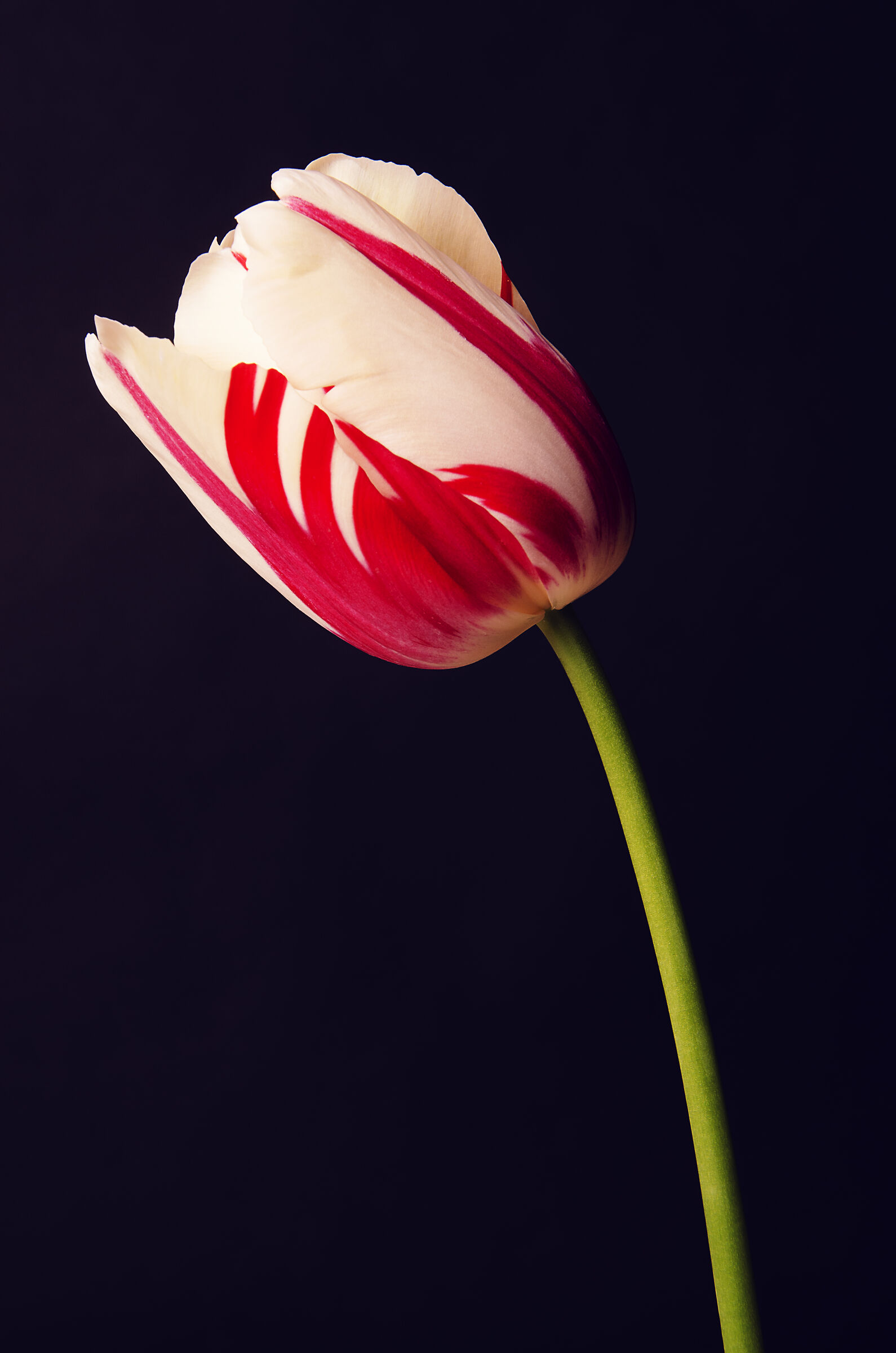 Tulip