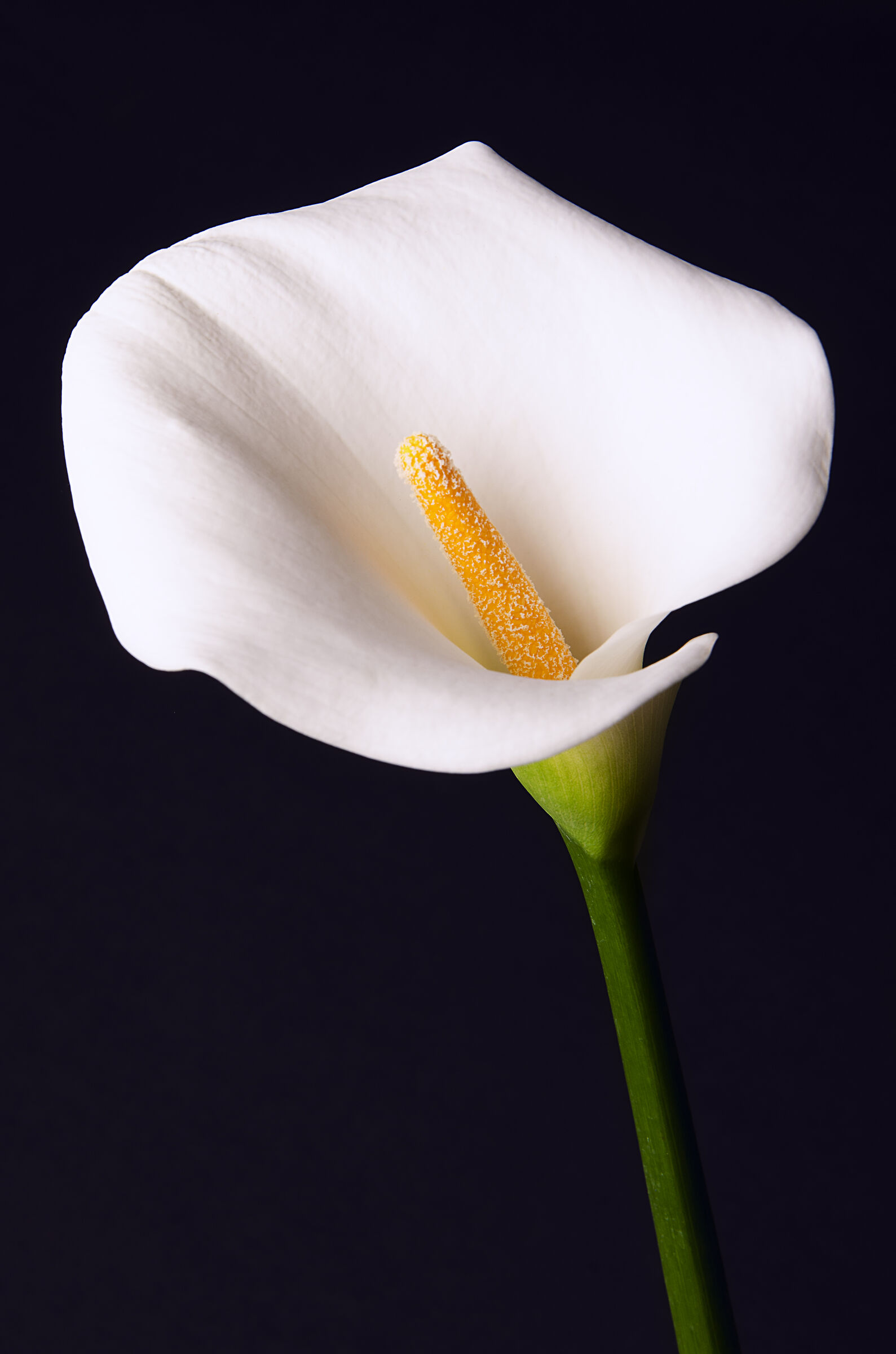 Calla Lily