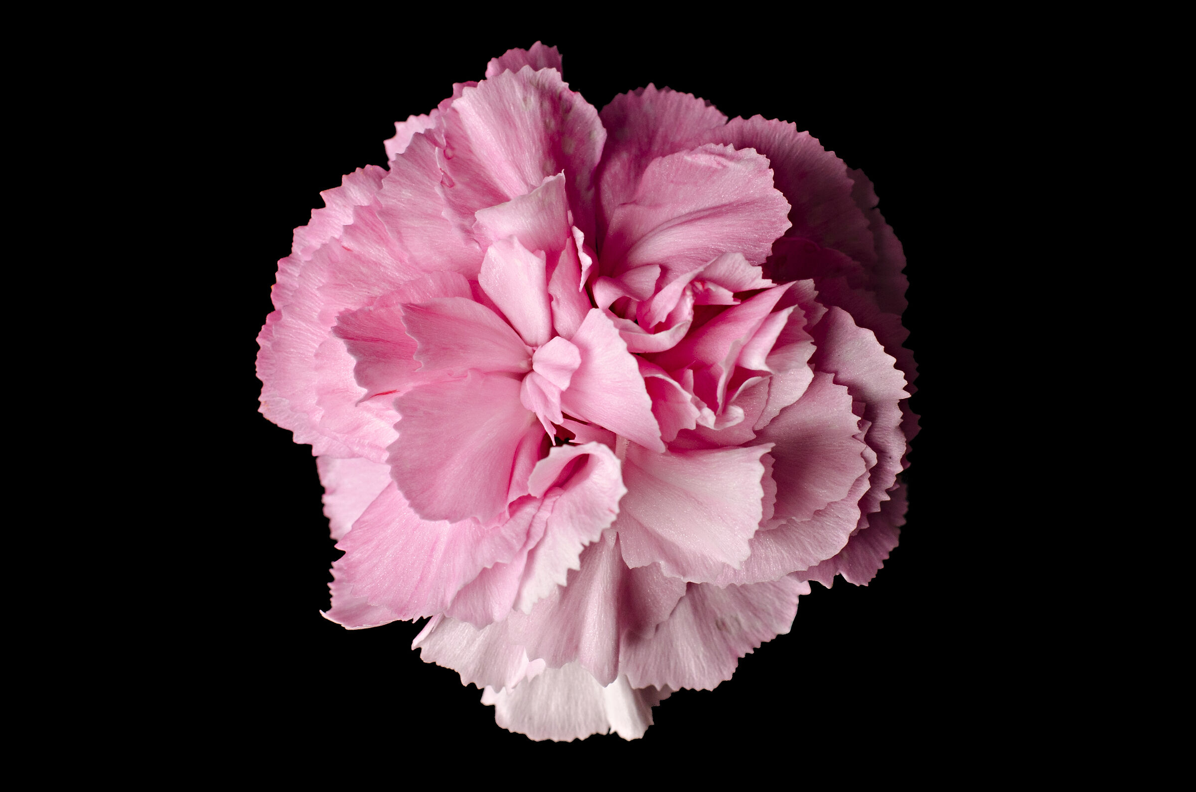 Carnation
