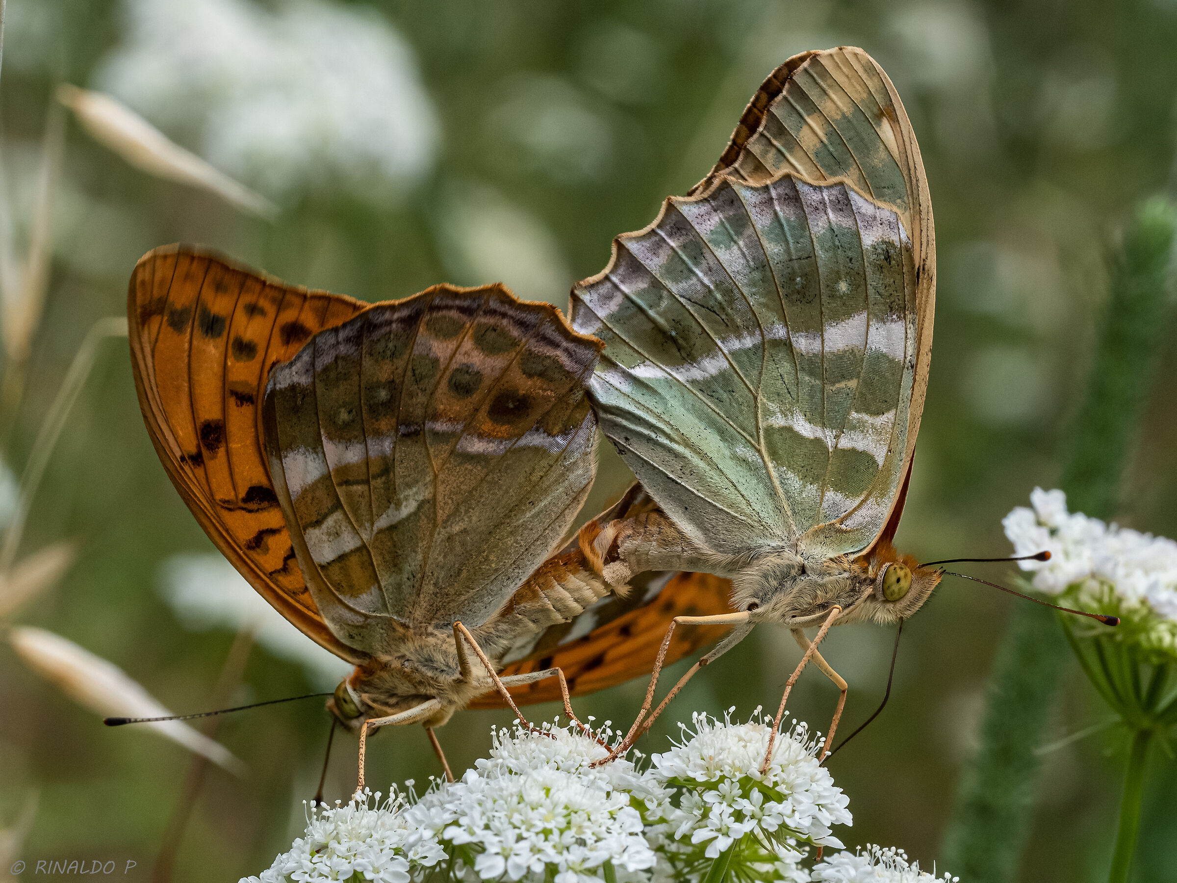 Argynnis paphia