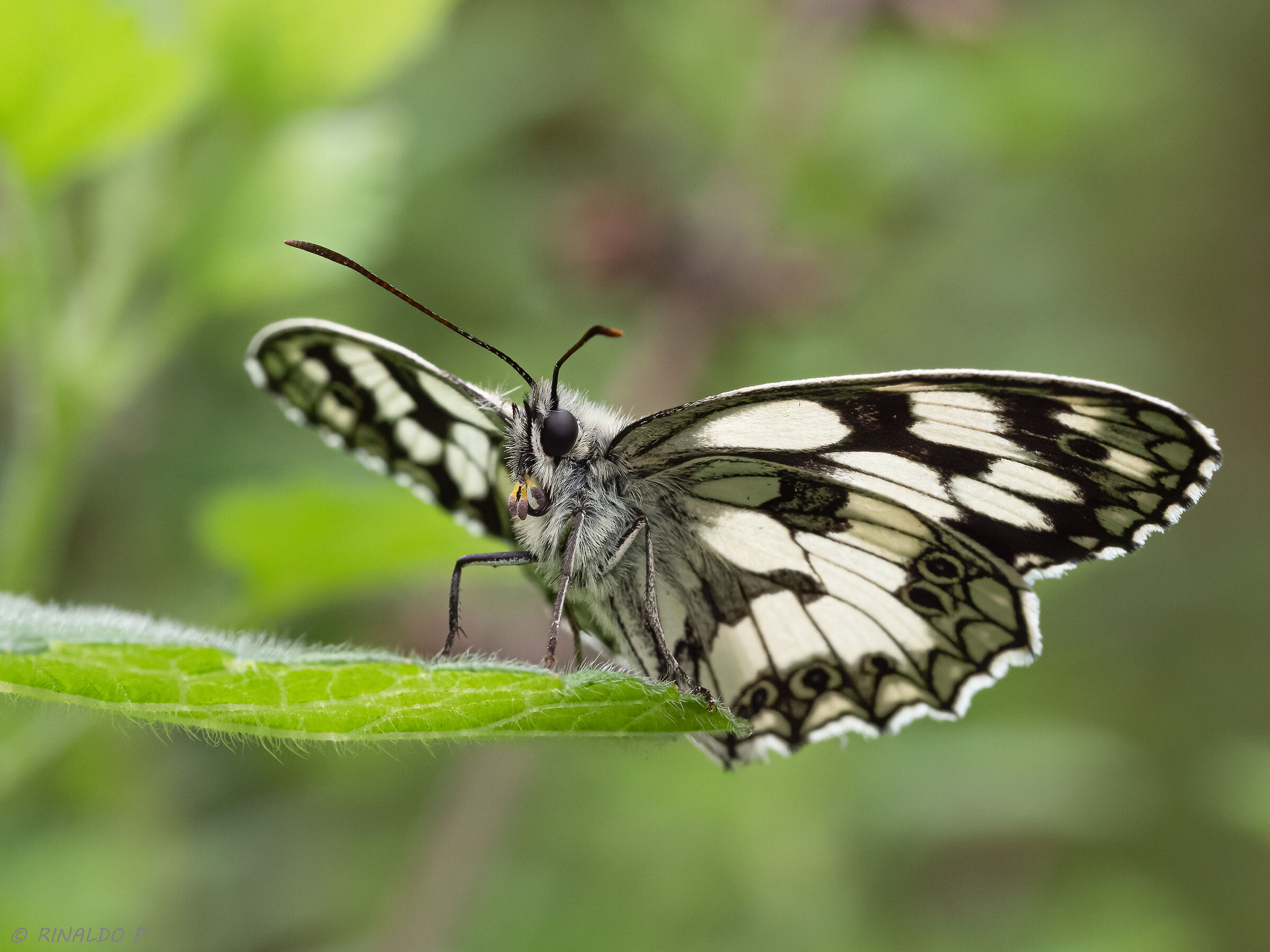 Melanargia galathea