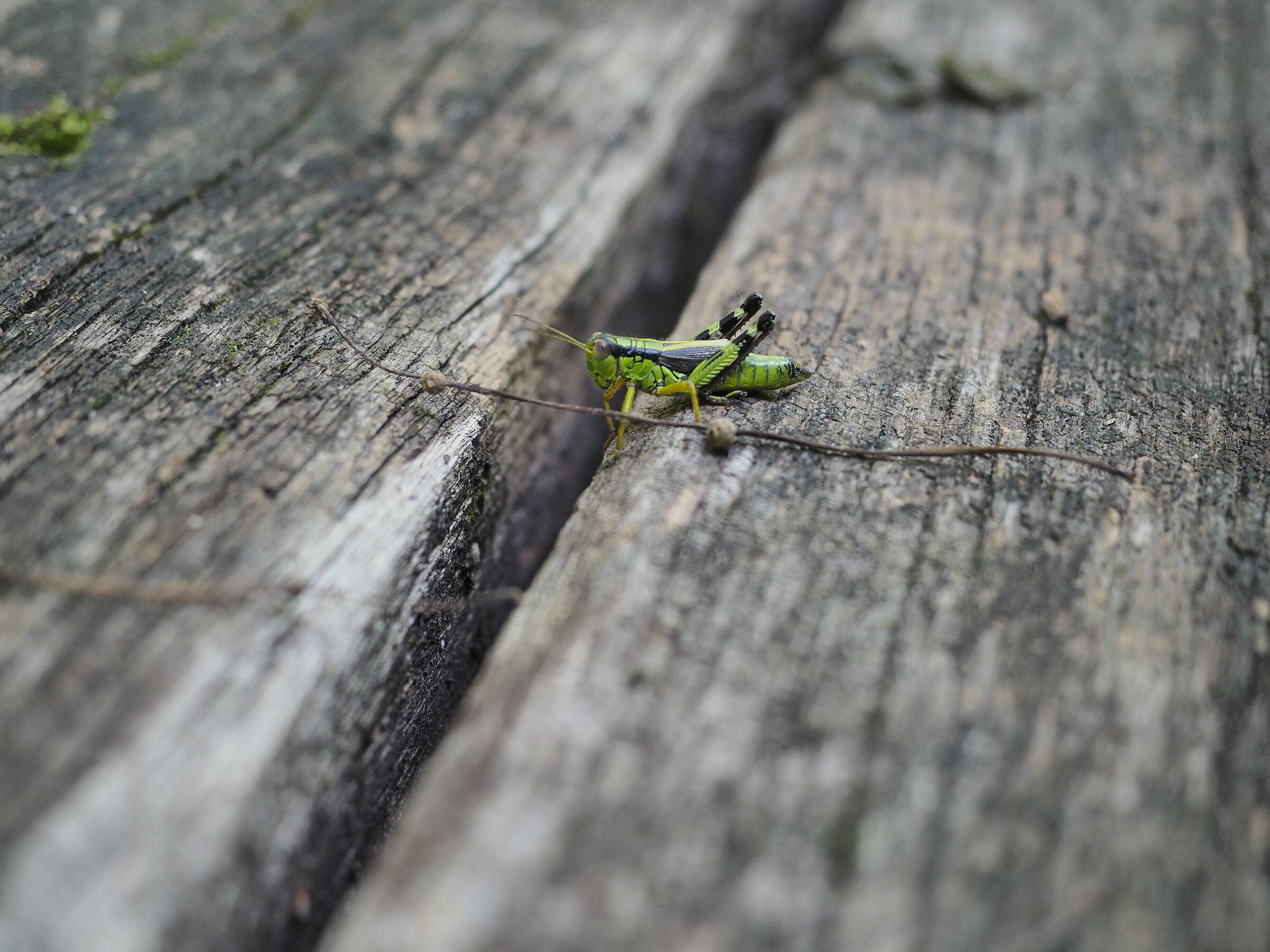 Cricket in the middle ... Road
