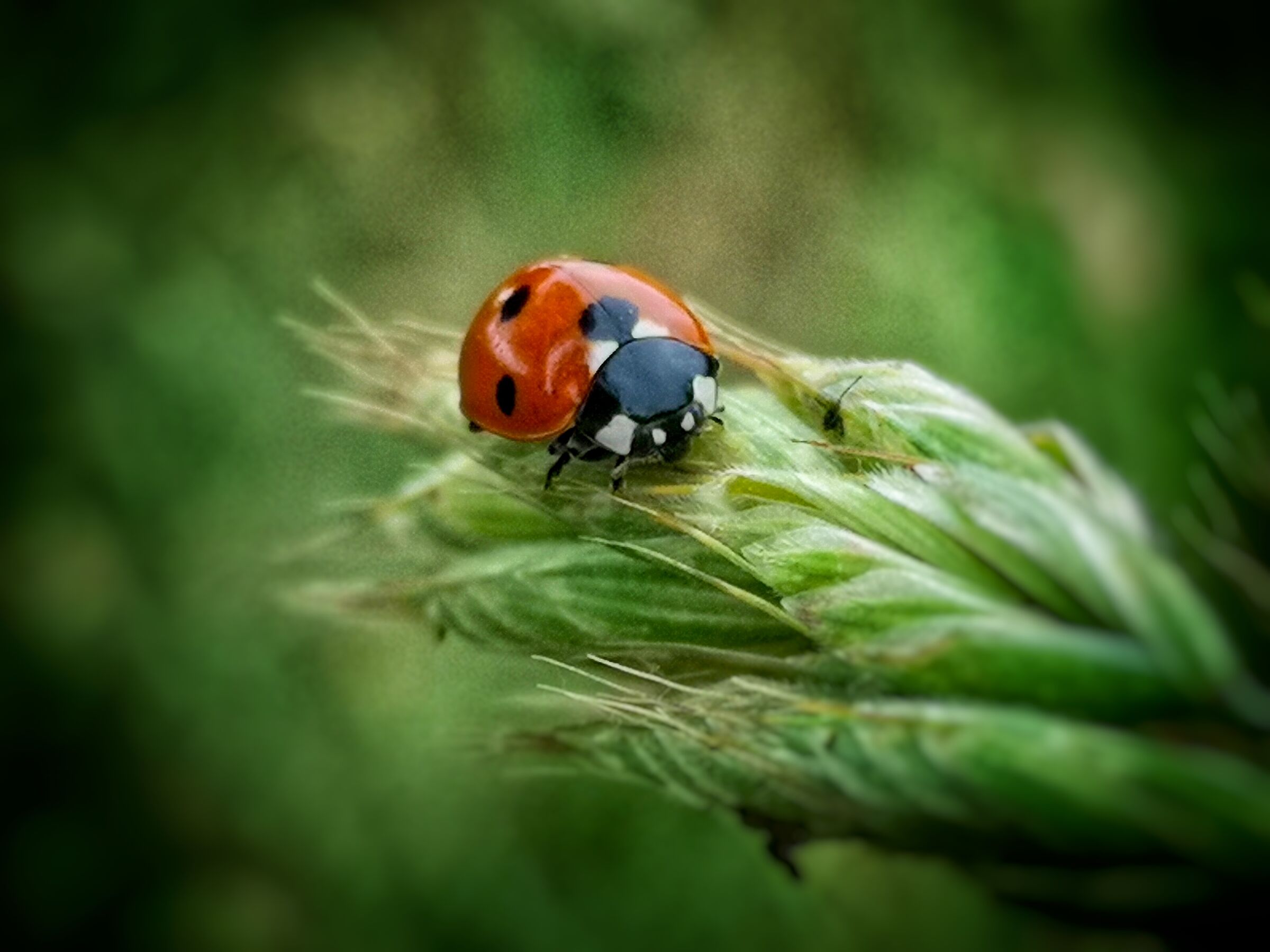 Ladybug