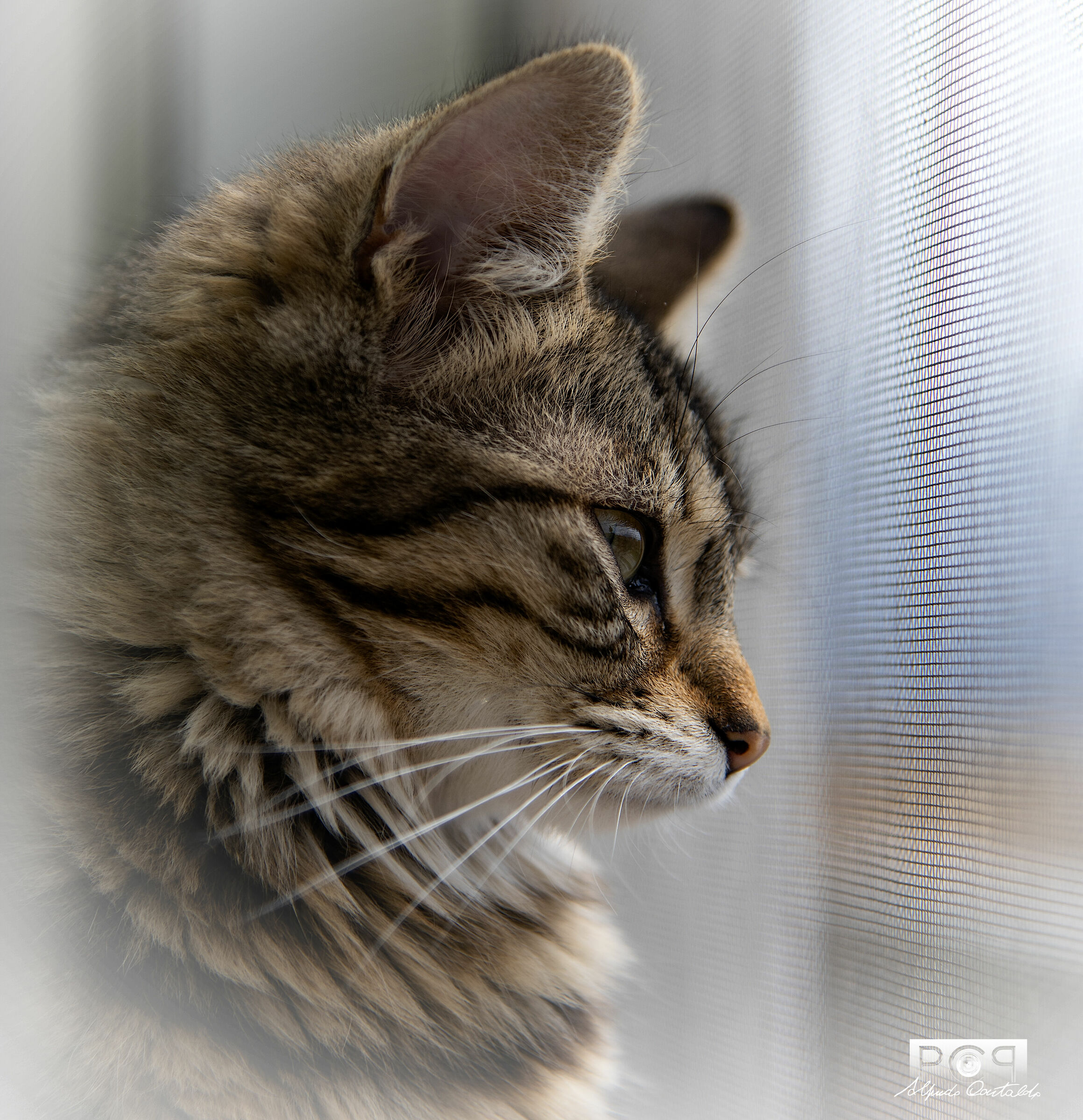 Ricordo di vita trascorsa