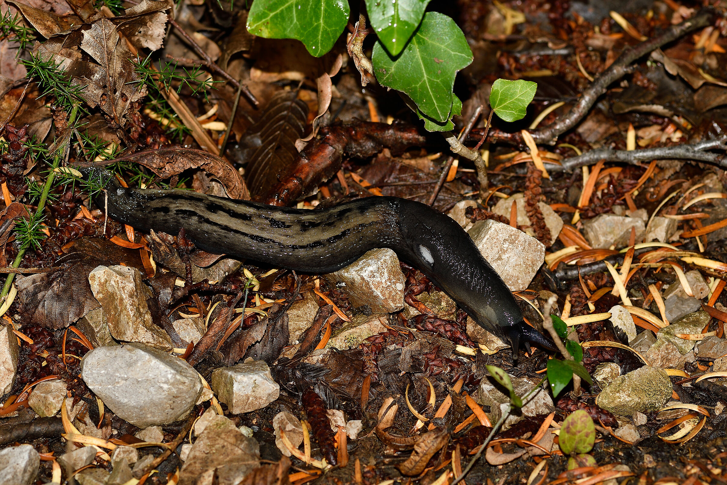 Limax cinereoniger
