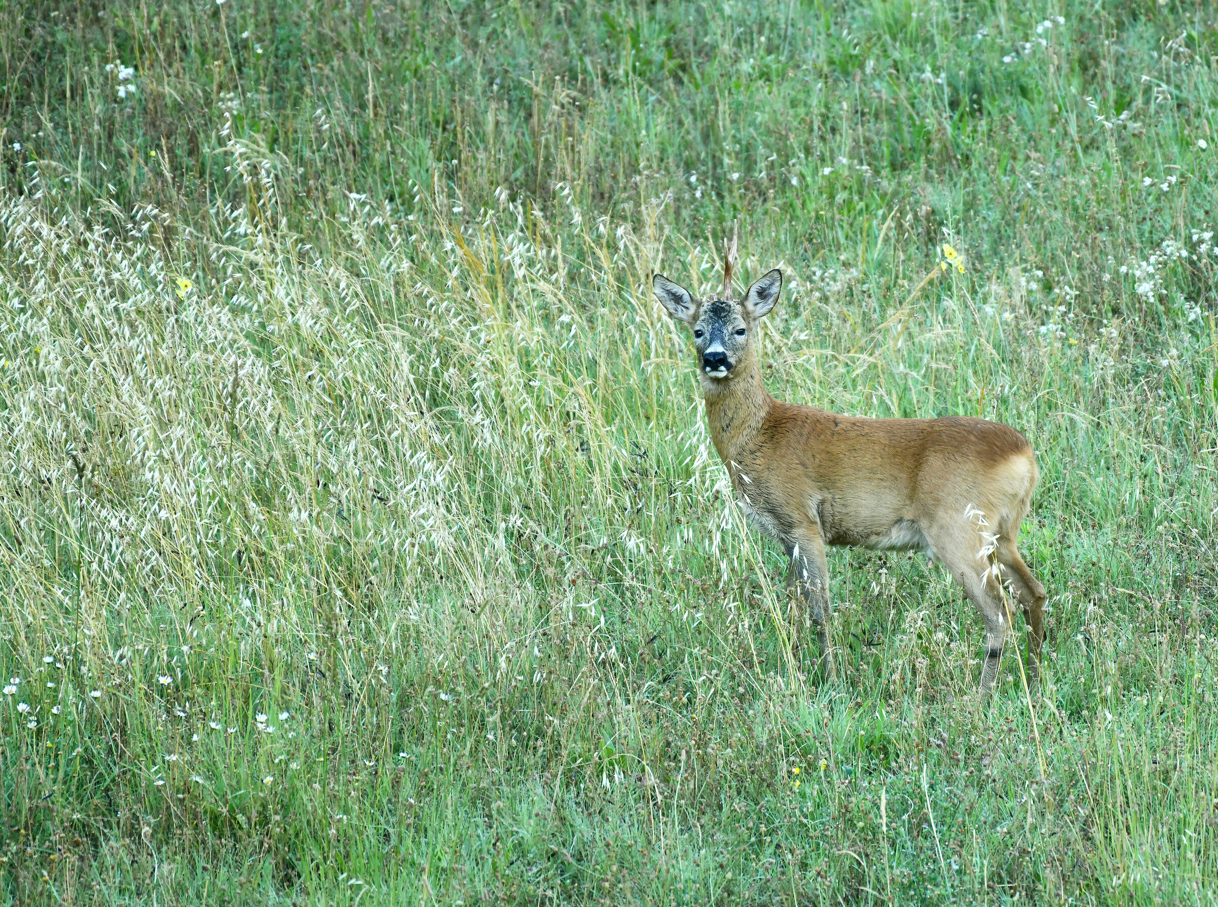 Who said there are no unicorns.