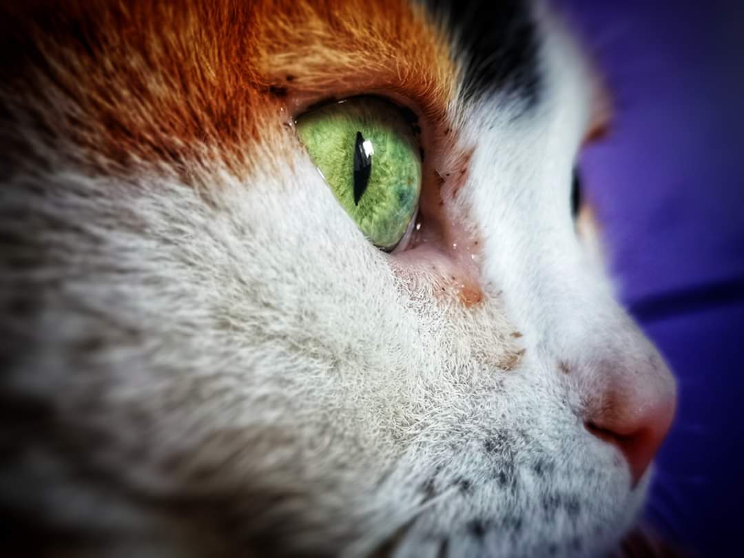 Magical eyes