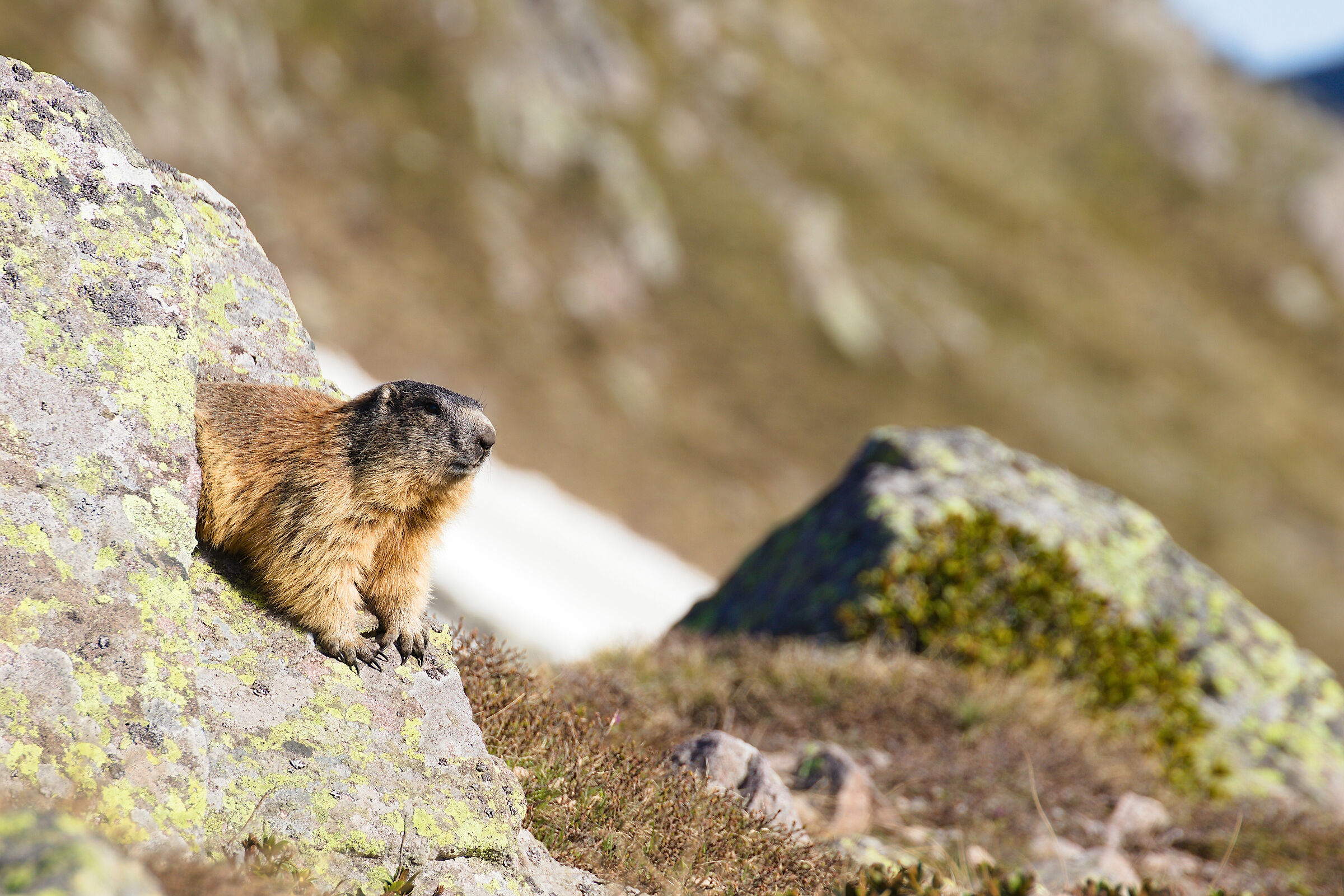 Marmotta