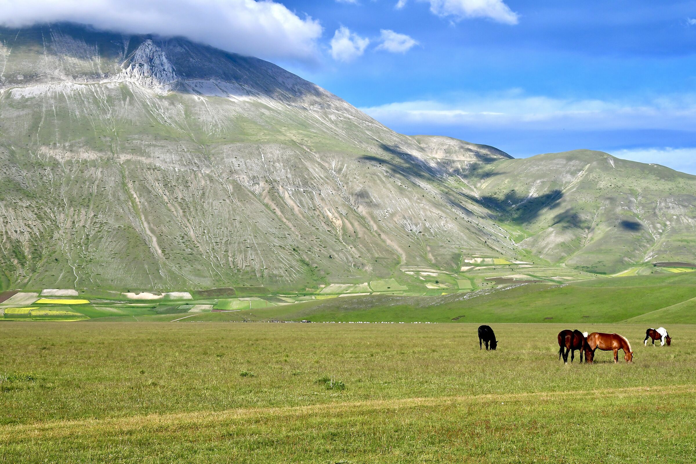 Mandria di cavalli al pascolo