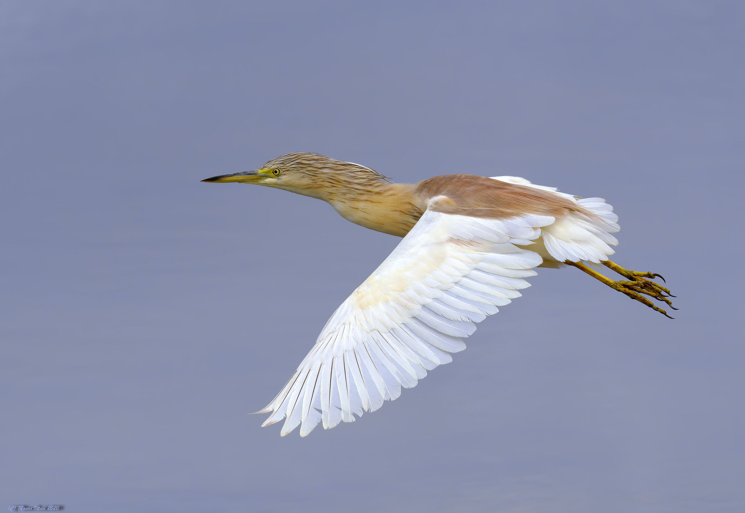 Sgarza Ciuffetto (Ardeola railides)