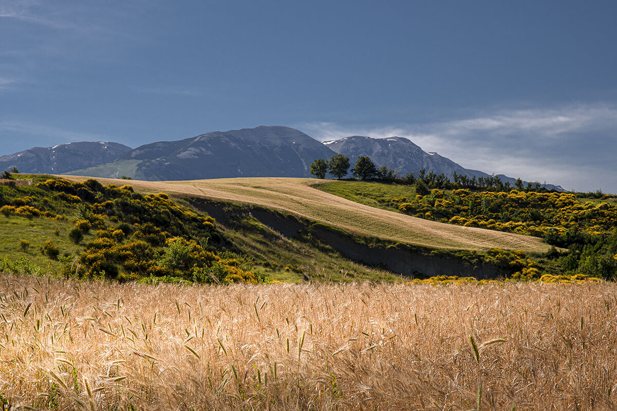 Wheat fields