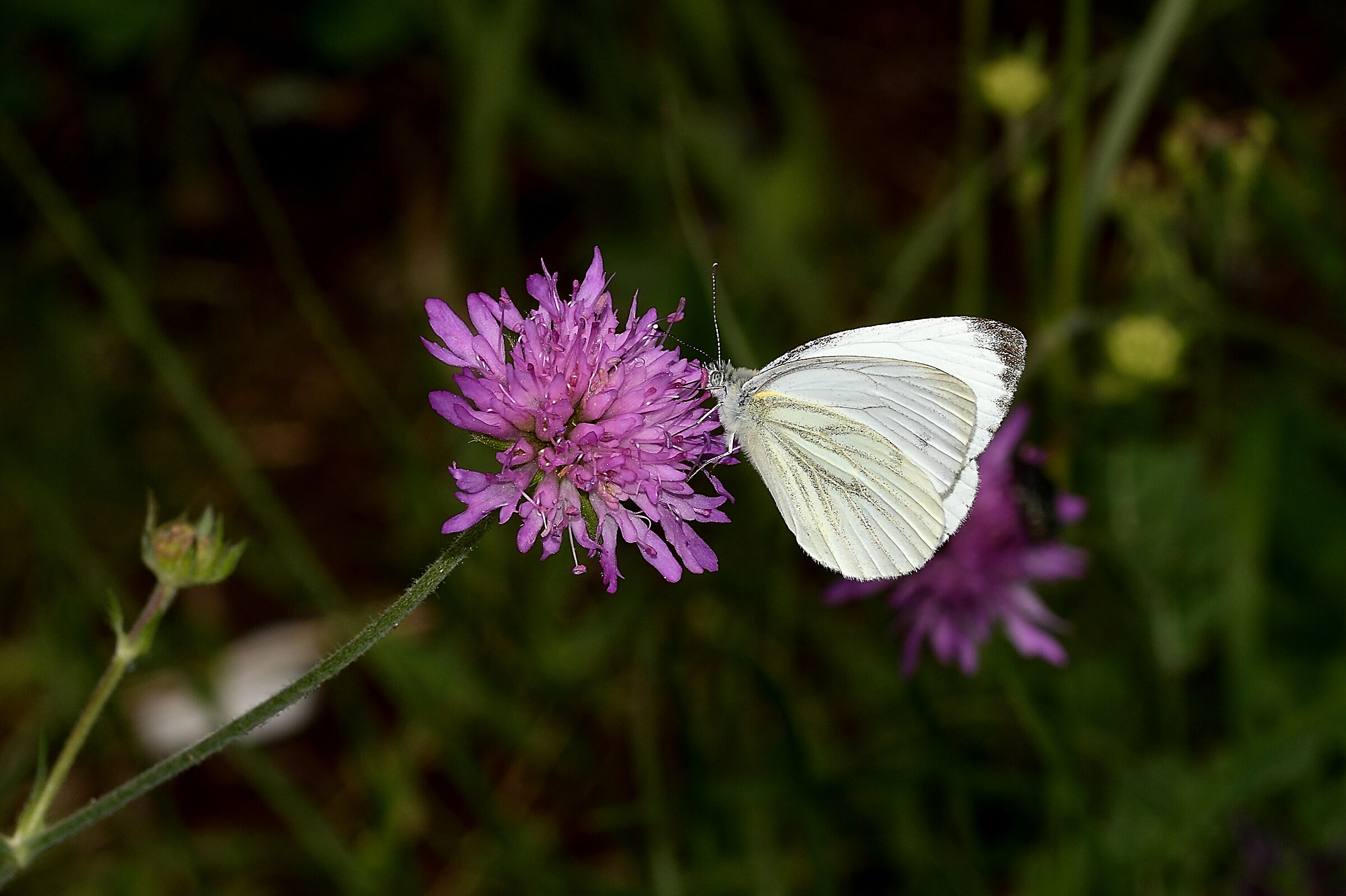 Il ristoro della farfalla 2