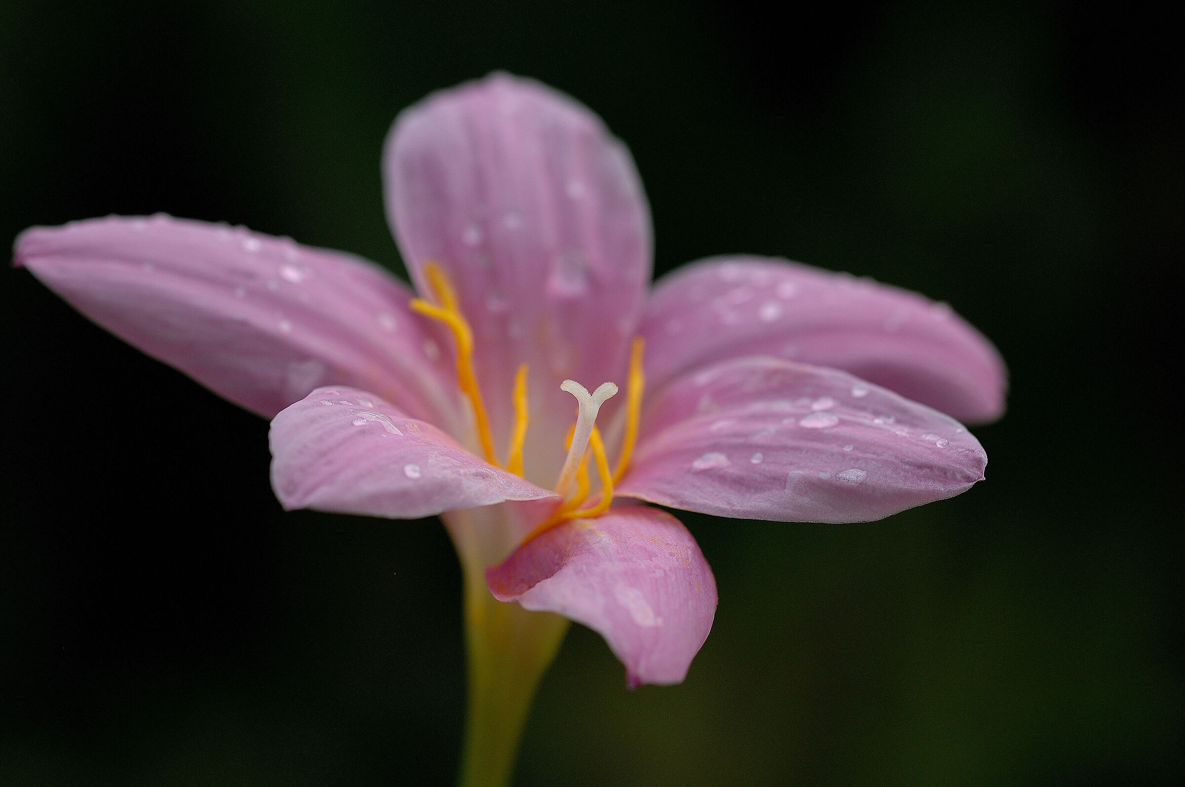 rose zephyranthes