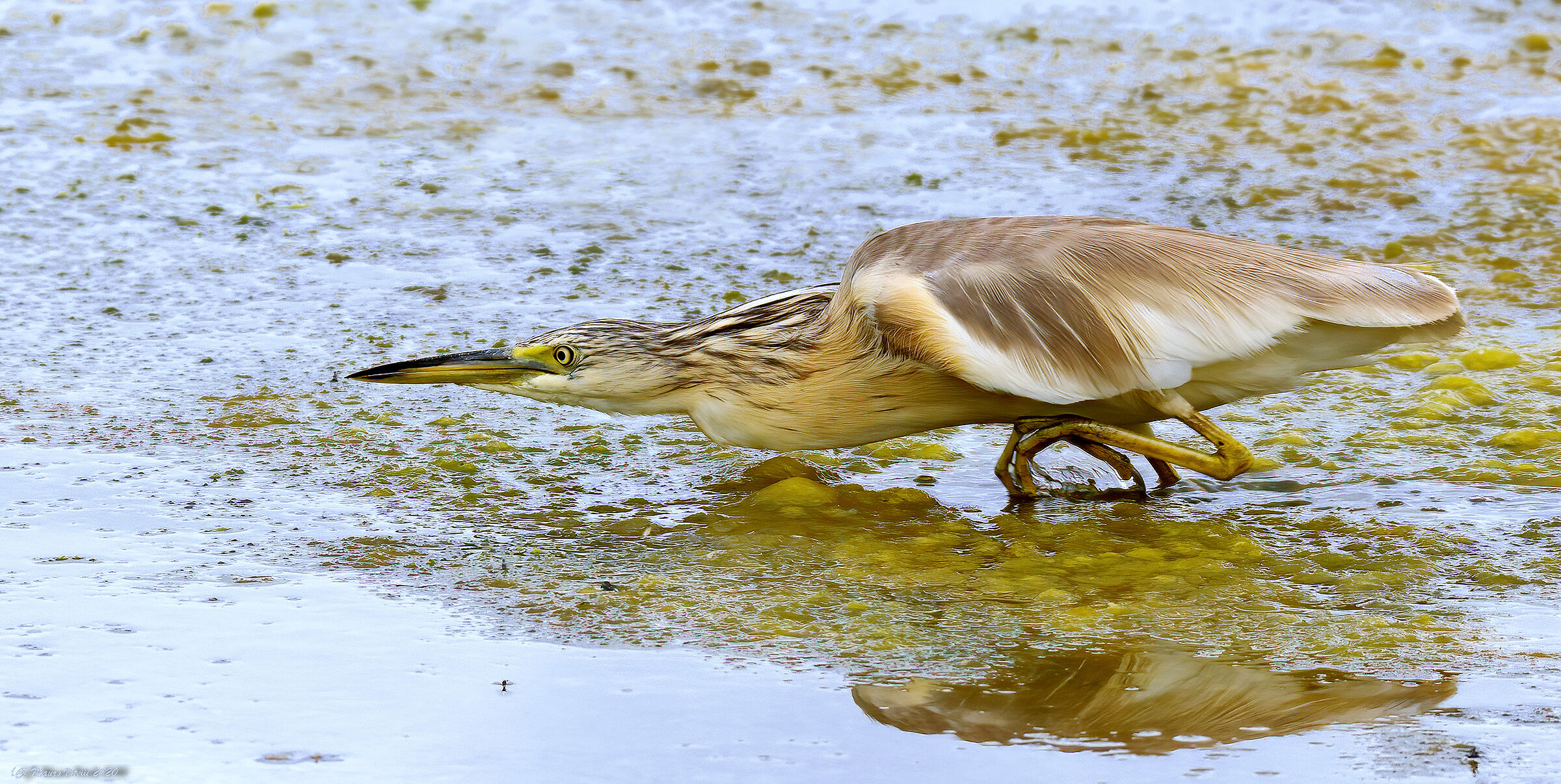 Sgarza Ciuffetto (Ardeola railides)