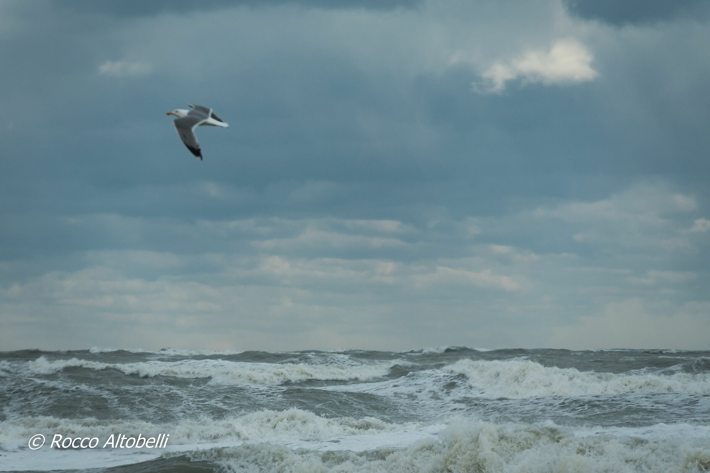 Il gabbiano