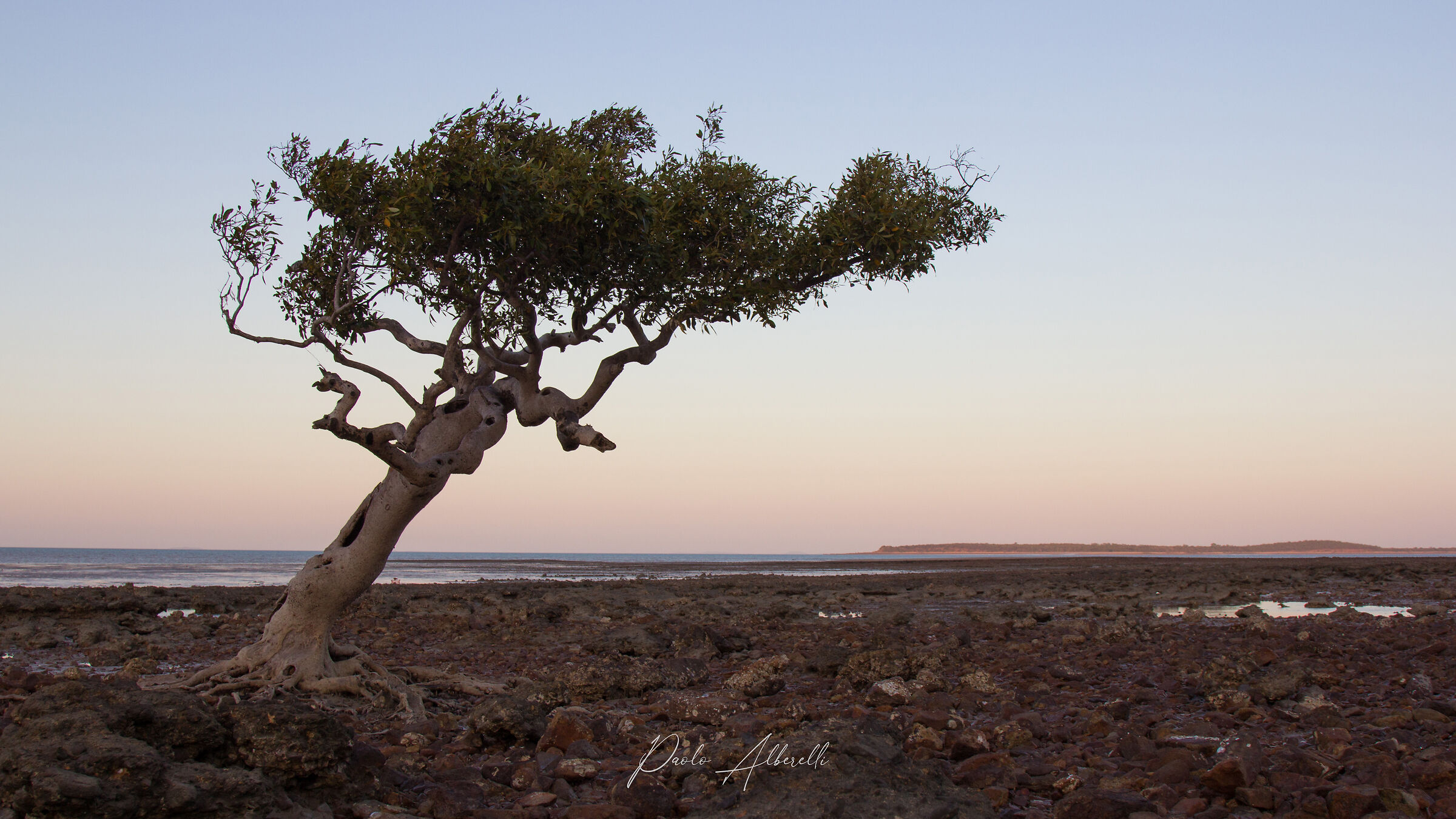 Un eucalipto solitario sopravvive nella laguna