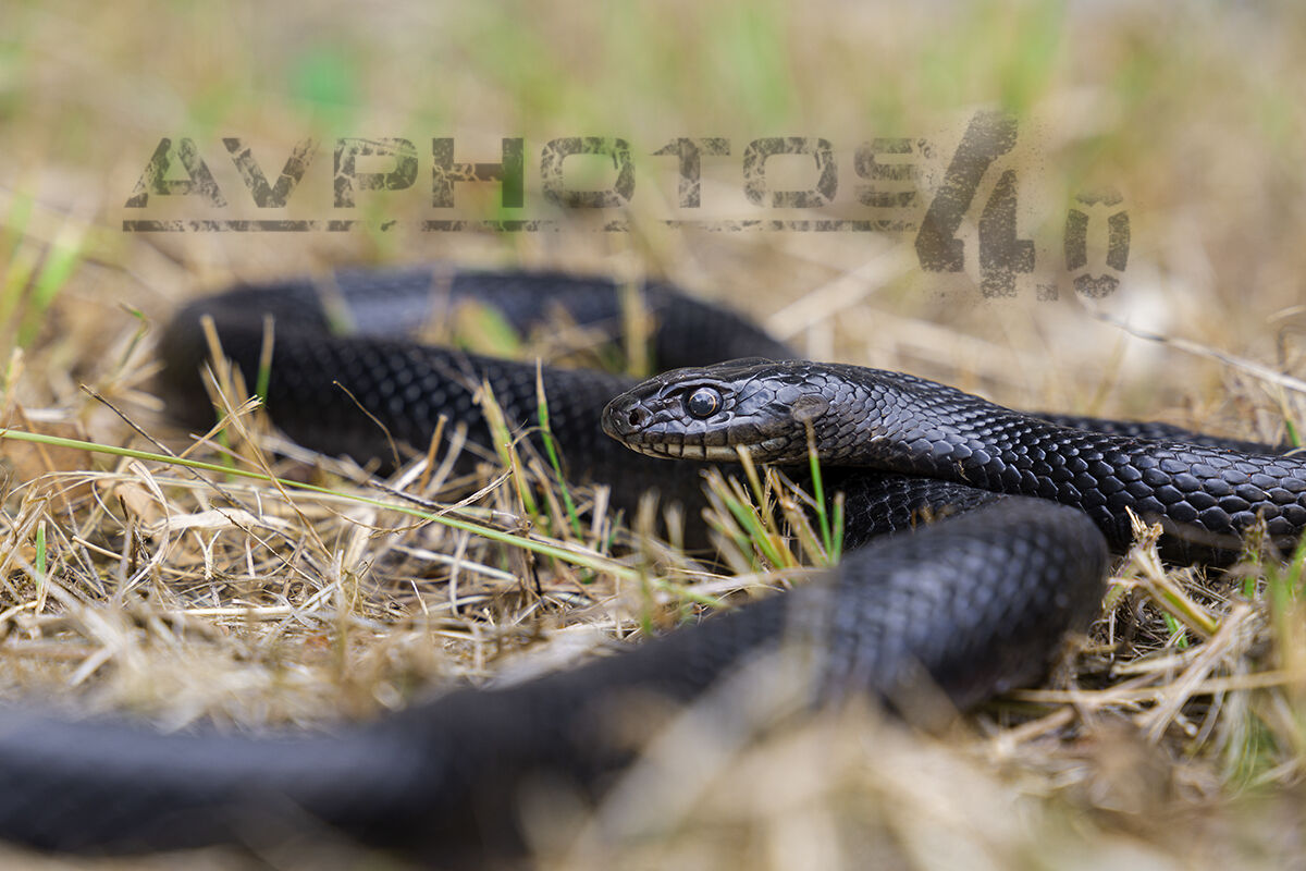 Il biacco (Hierophis viridiflavus)