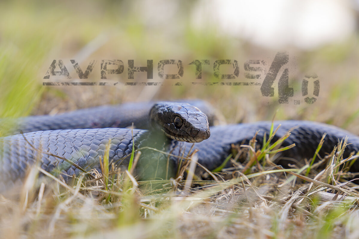 Il biacco (Hierophis viridiflavus)