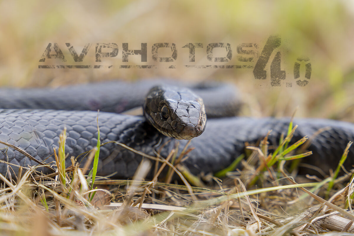 Il biacco (Hierophis viridiflavus)