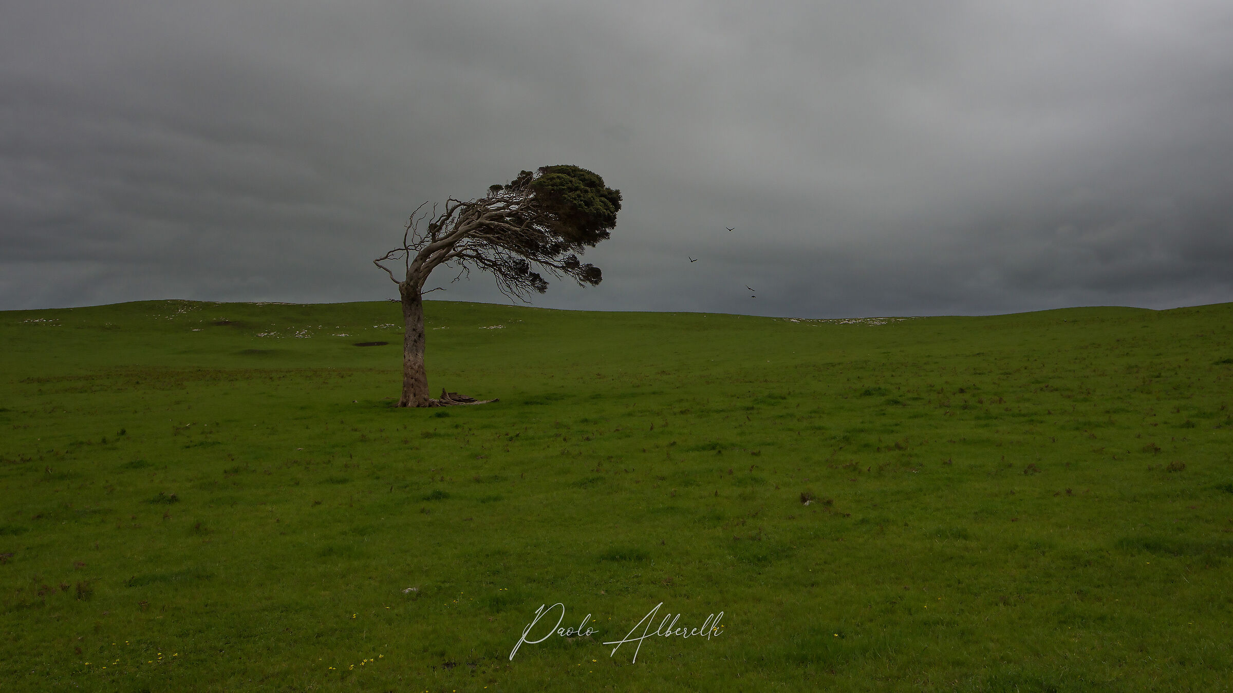 Un alberello solitario resiste all'azione del vento