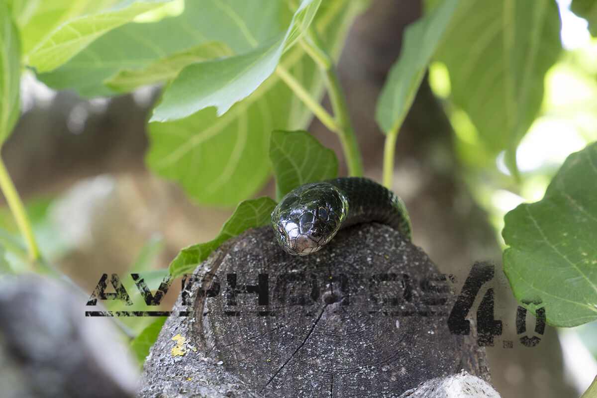 Il biacco (Hierophis viridiflavus)