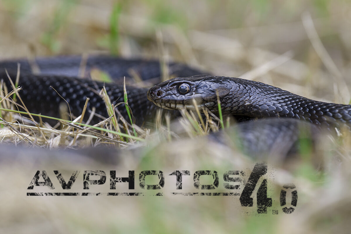 Il biacco (Hierophis viridiflavus)