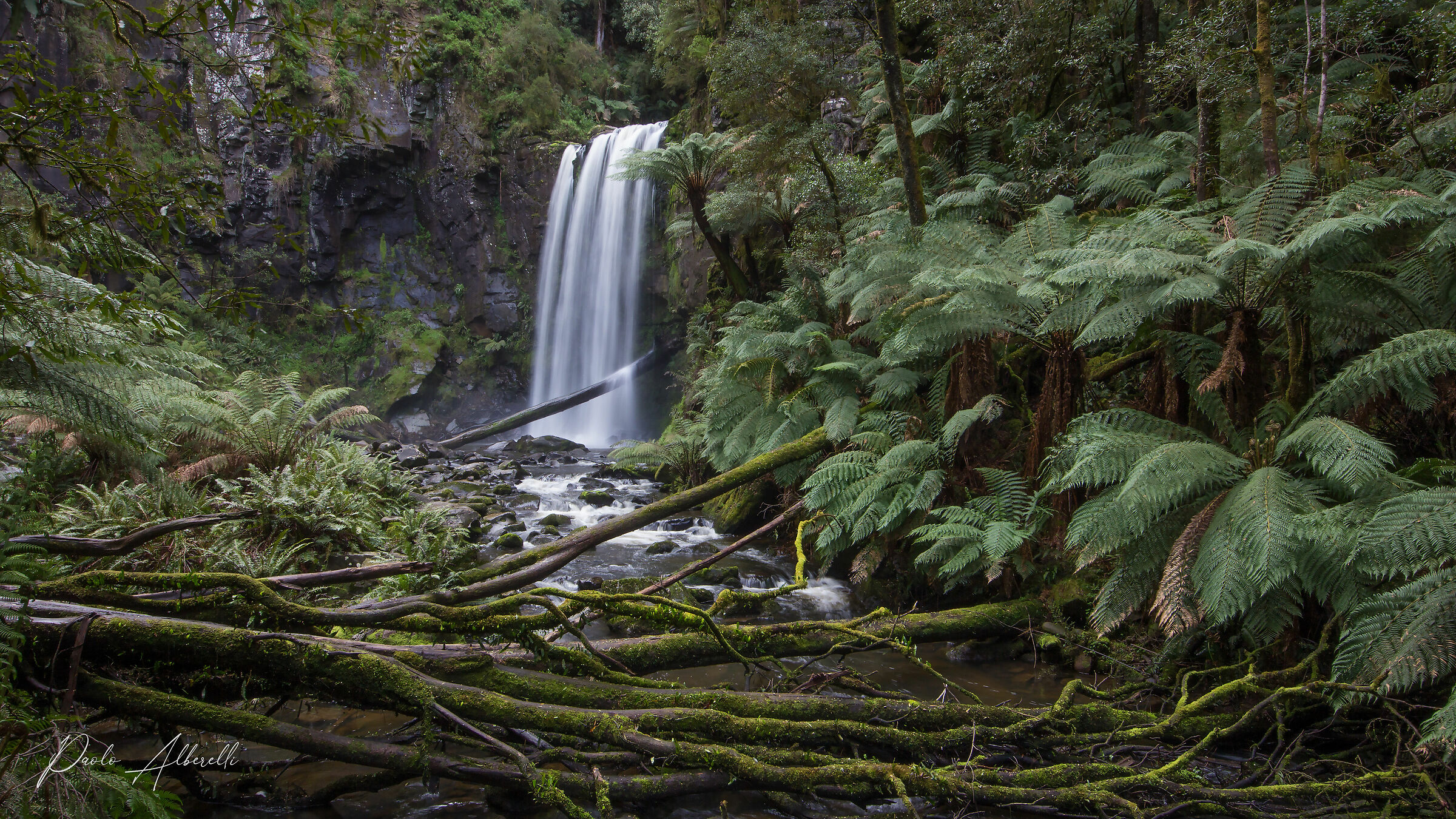 Rainforest. Great Otway National Park.