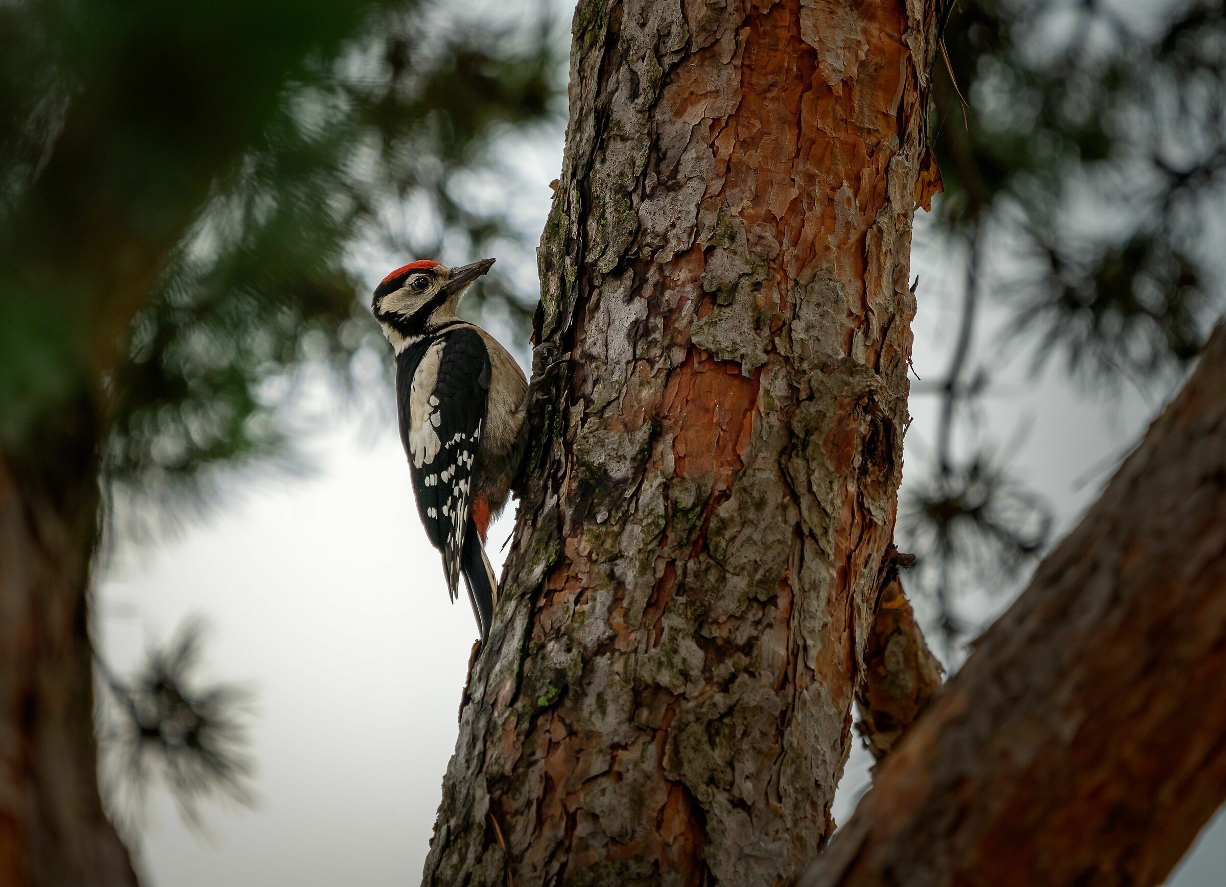 Picchio rosso maggiore