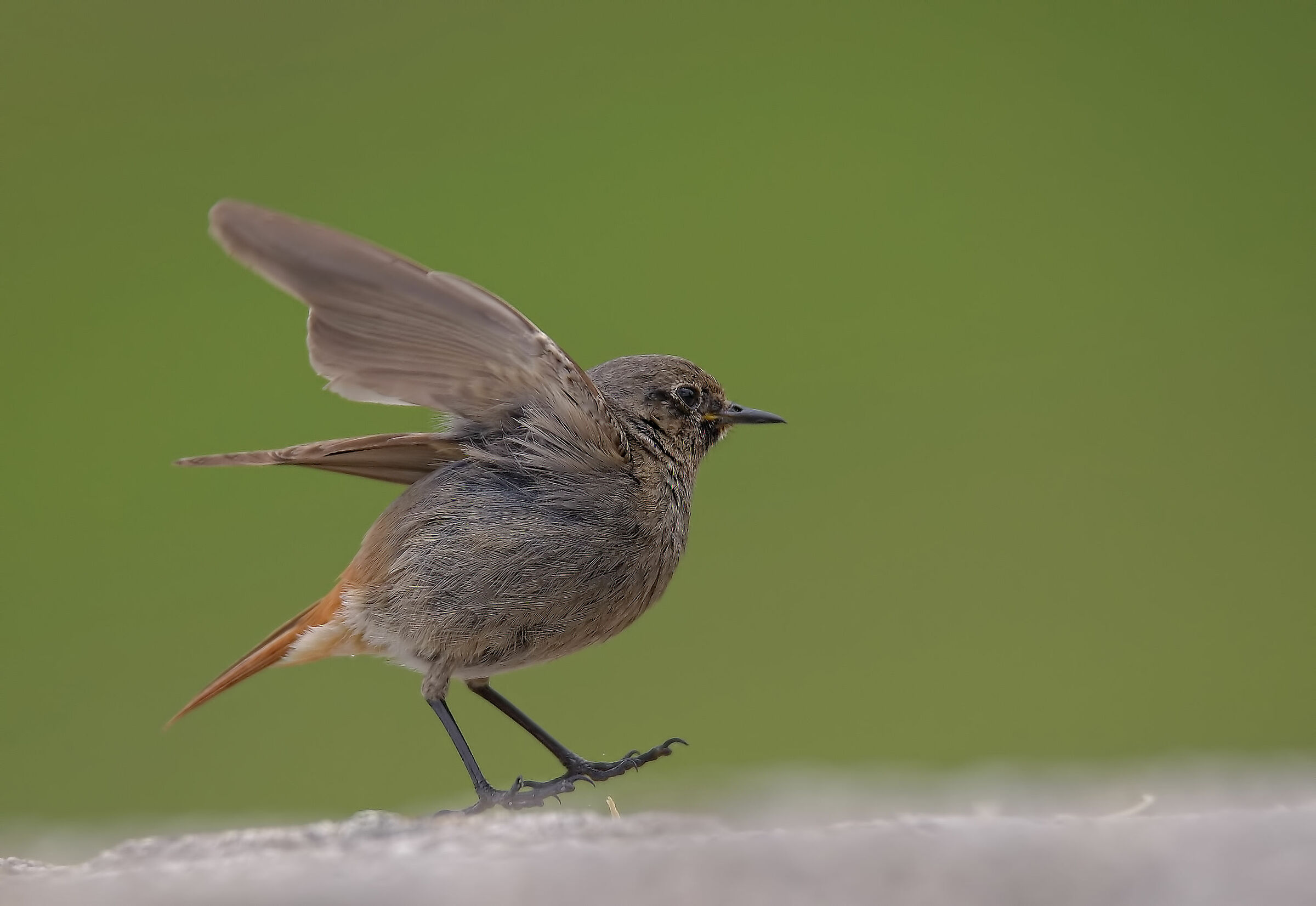 Codirosso chimney sweep female