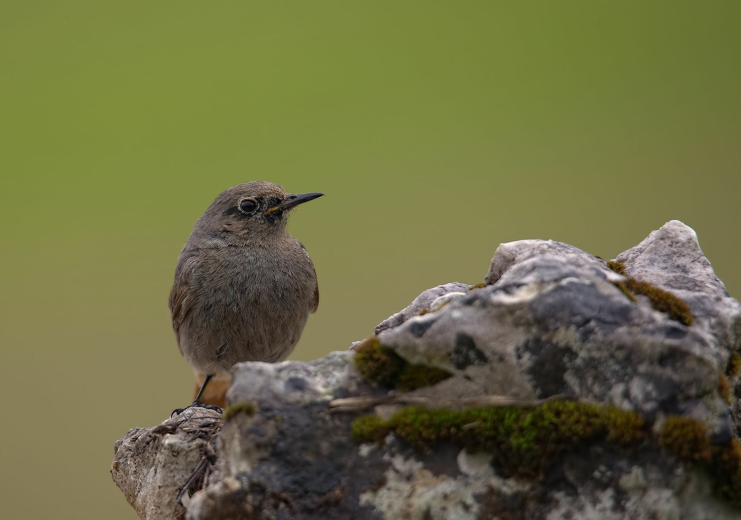 Codirosso chimney sweep female