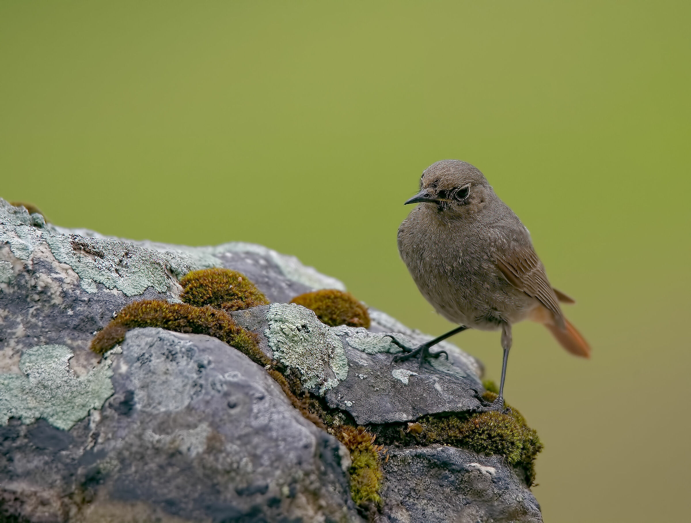 Codirosso chimney sweep female